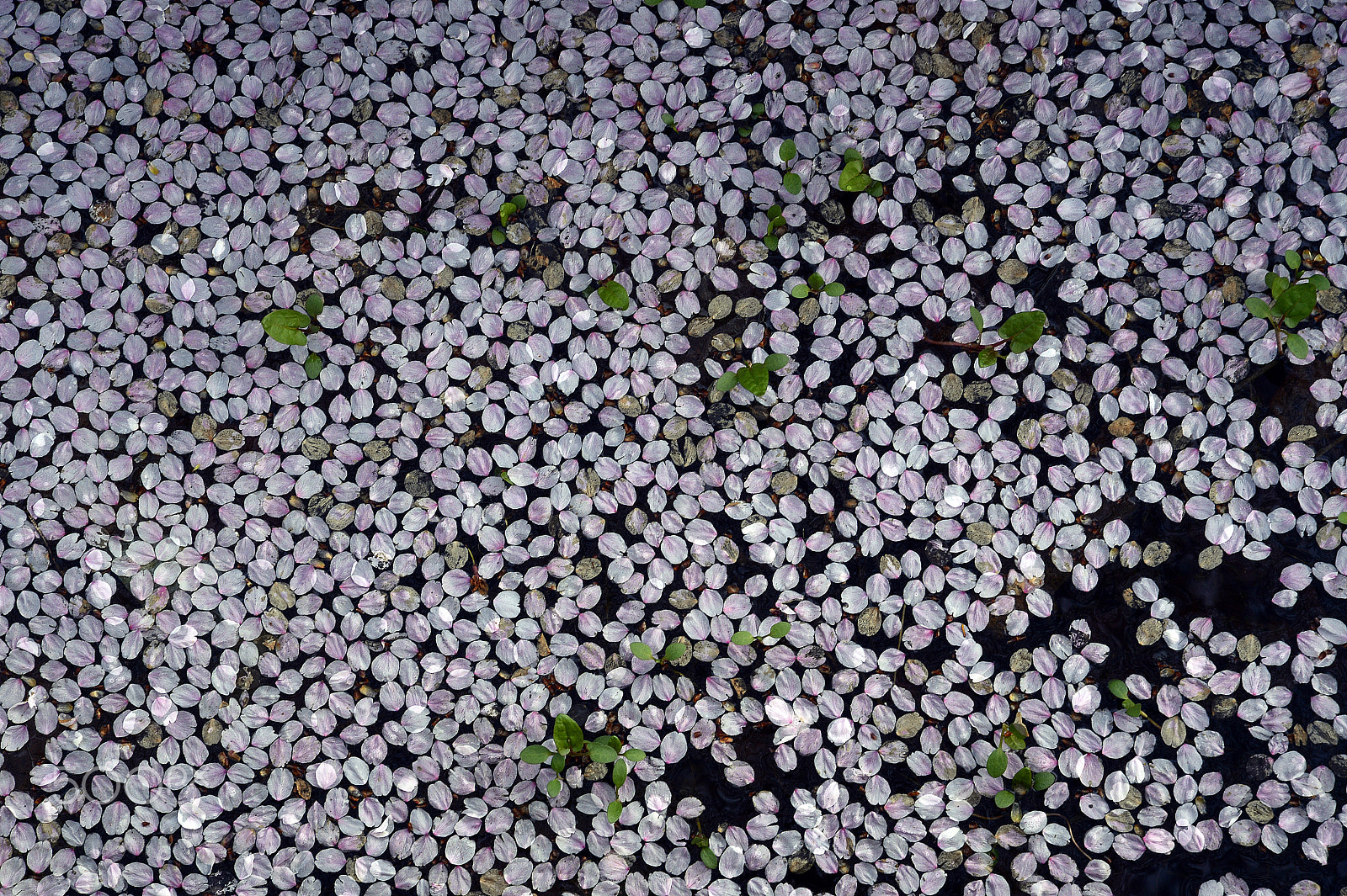 Nikon AF Nikkor 24-85mm F2.8-4D IF sample photo. Petals upon water photography