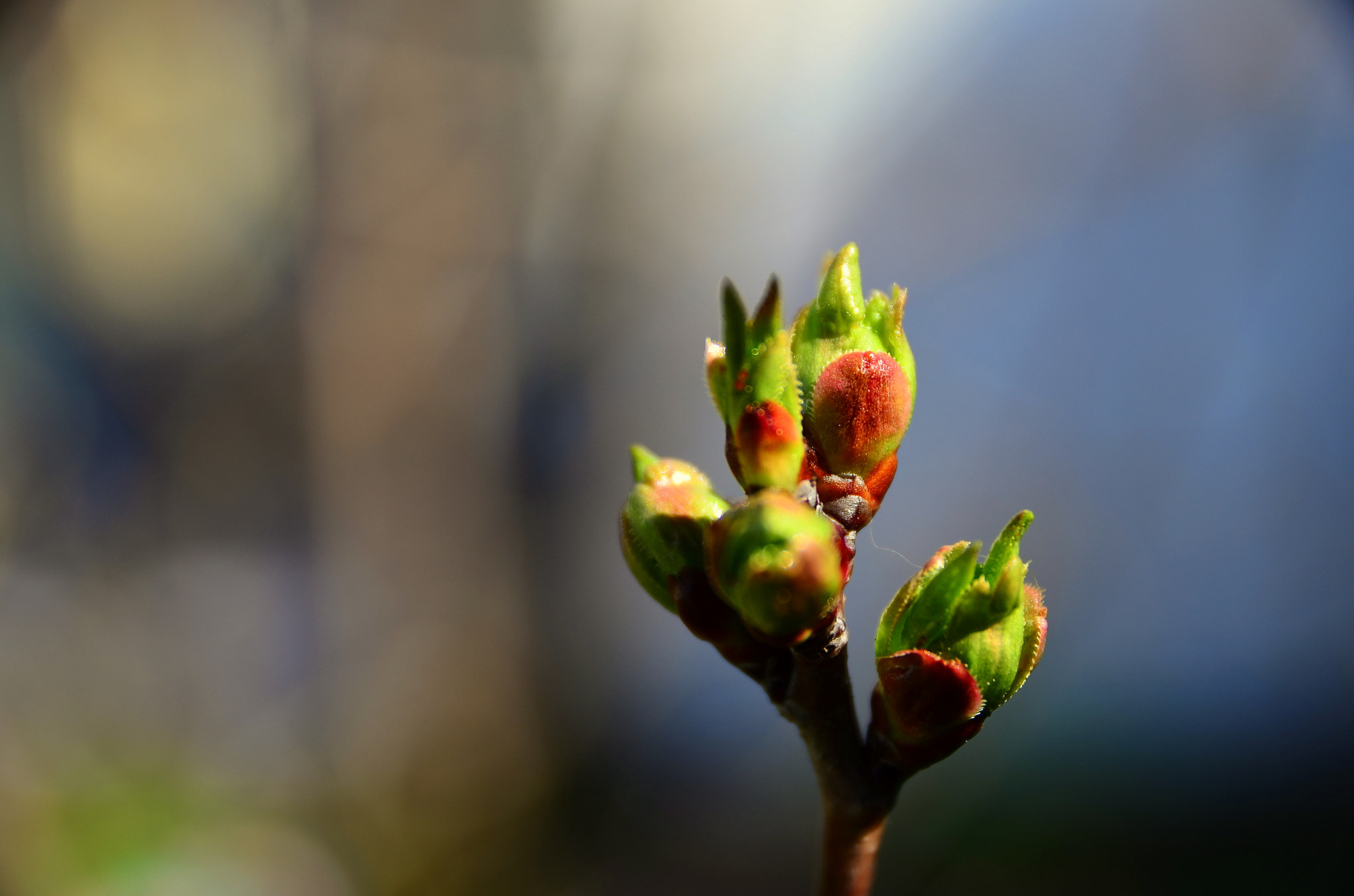 Sigma 17-70mm F2.8-4 DC Macro OS HSM | C sample photo. A new begining photography