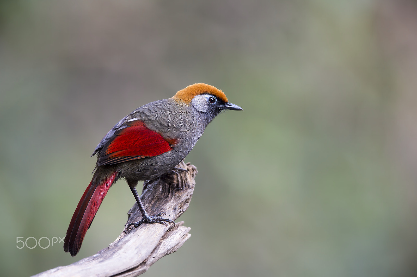 Nikon D4 sample photo. Red-tailed laughingthrush photography