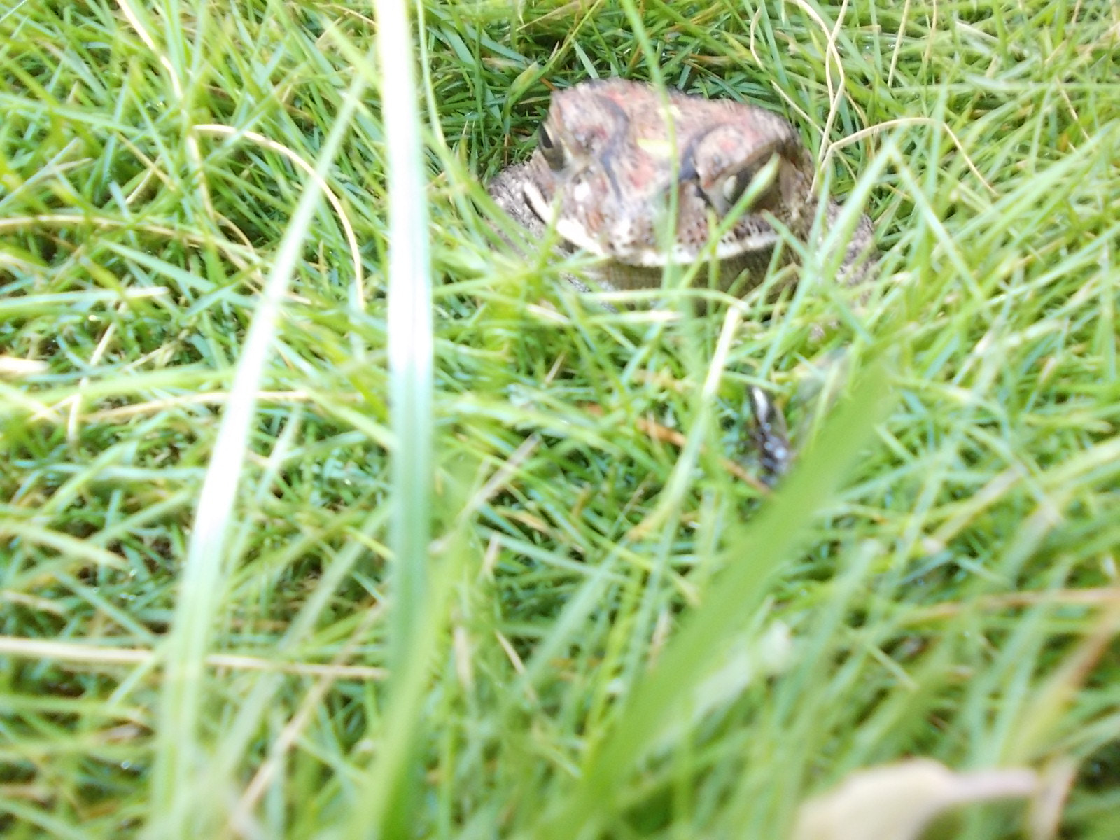 Nikon COOLPIX L25 sample photo. Garden toad photography