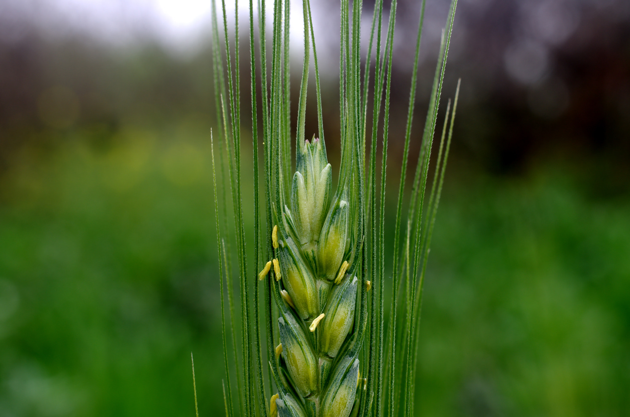 Pentax K-5 sample photo. Flower photography