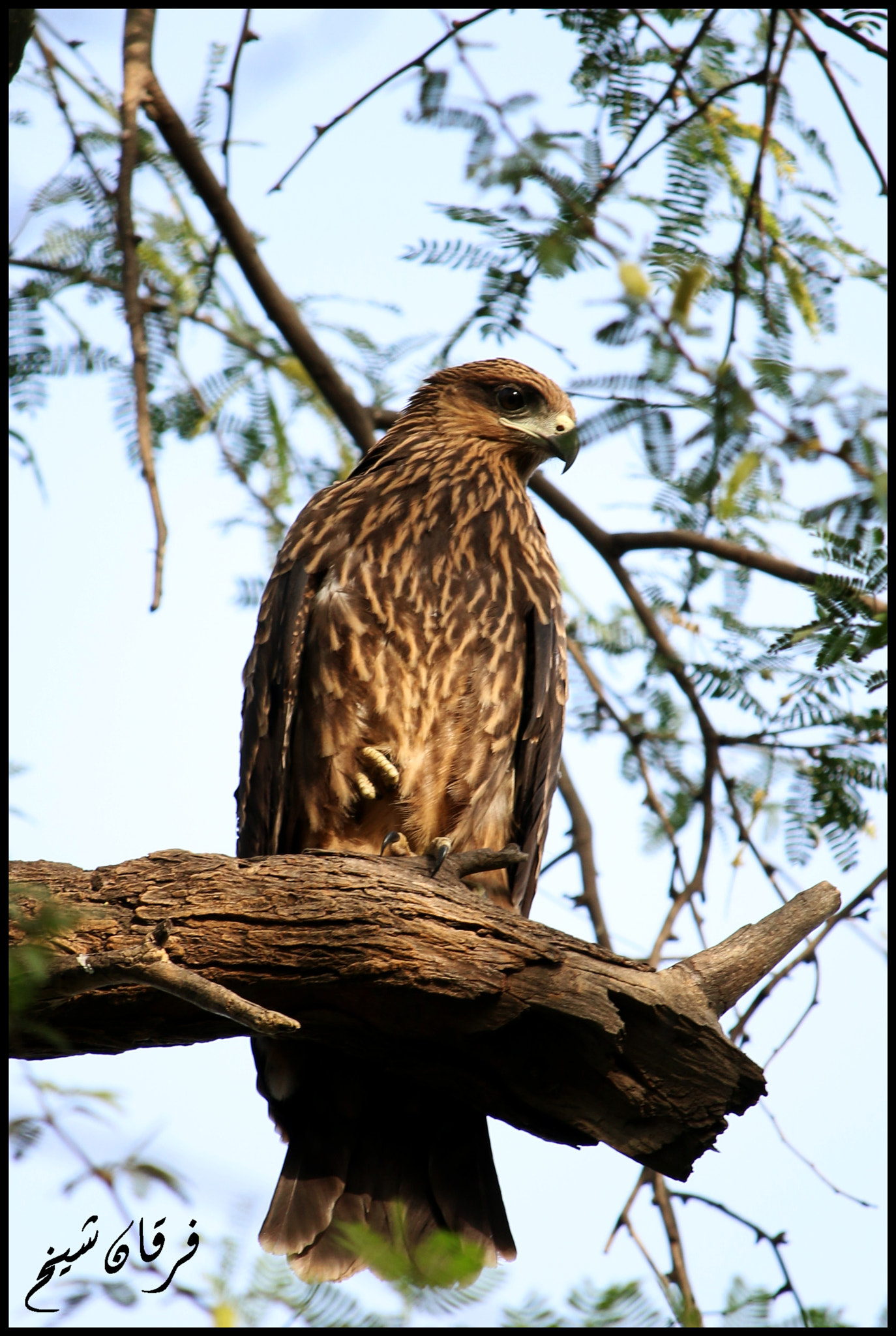 Canon EF-S 55-250mm F4-5.6 IS STM sample photo. Black kite photography