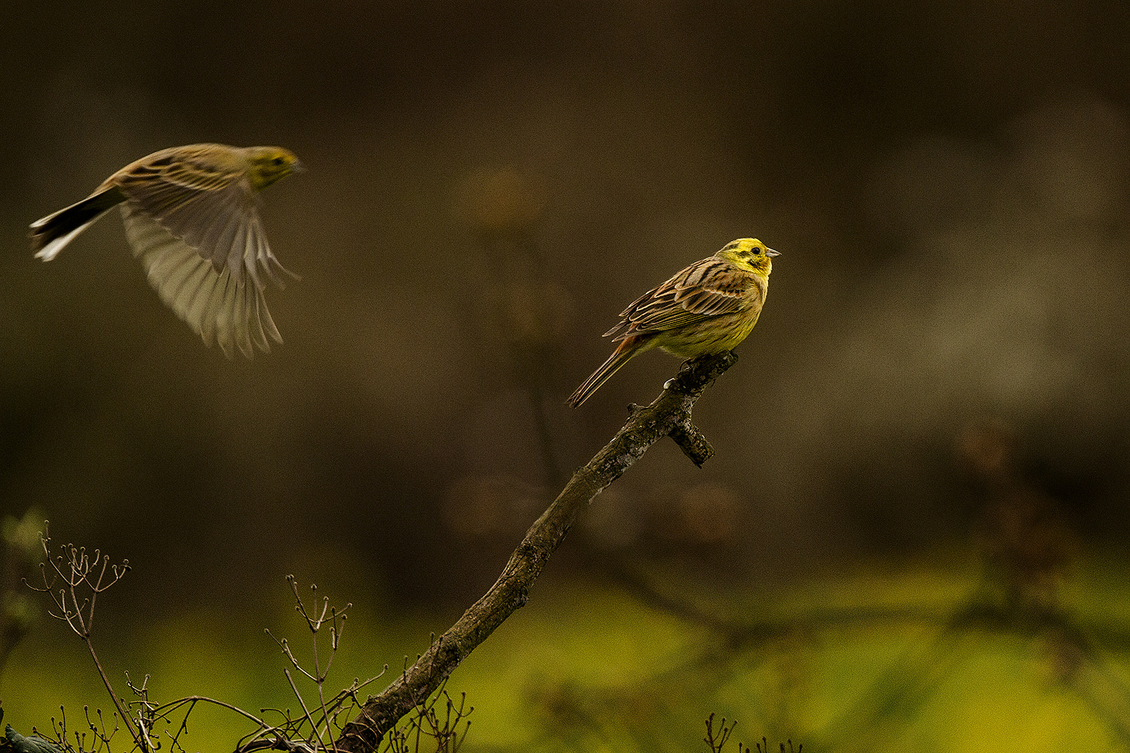 Sigma 150-600mm F5-6.3 DG OS HSM | C sample photo. Yellowhammer photography