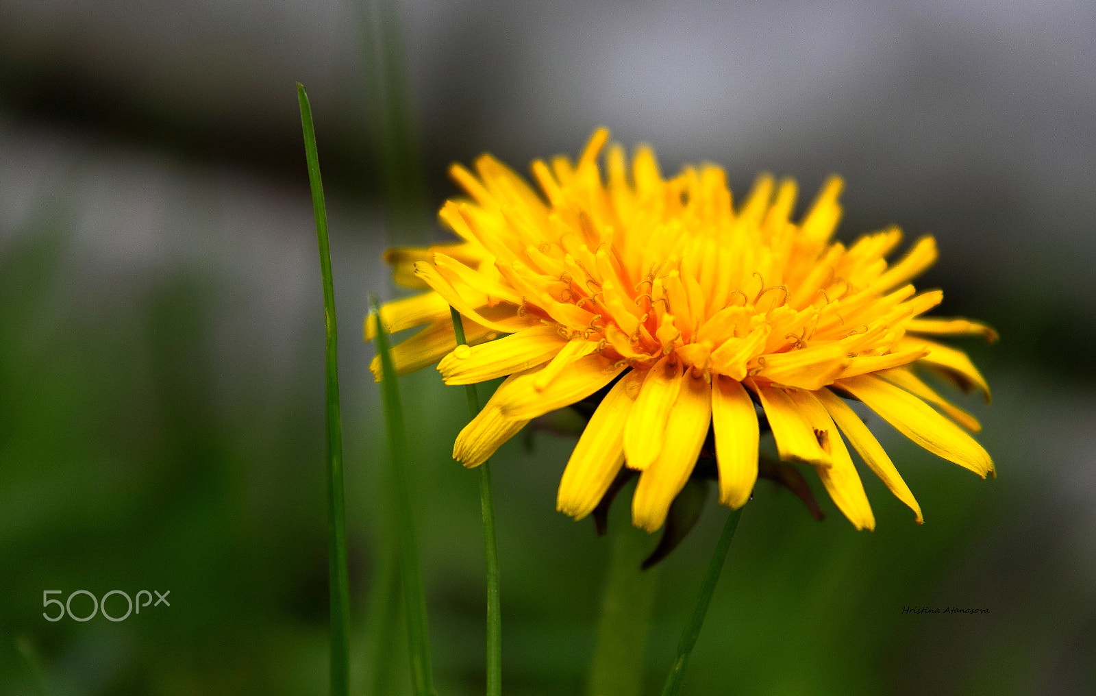 Canon EF-S 18-55mm F3.5-5.6 IS sample photo. Summertime sadness... photography
