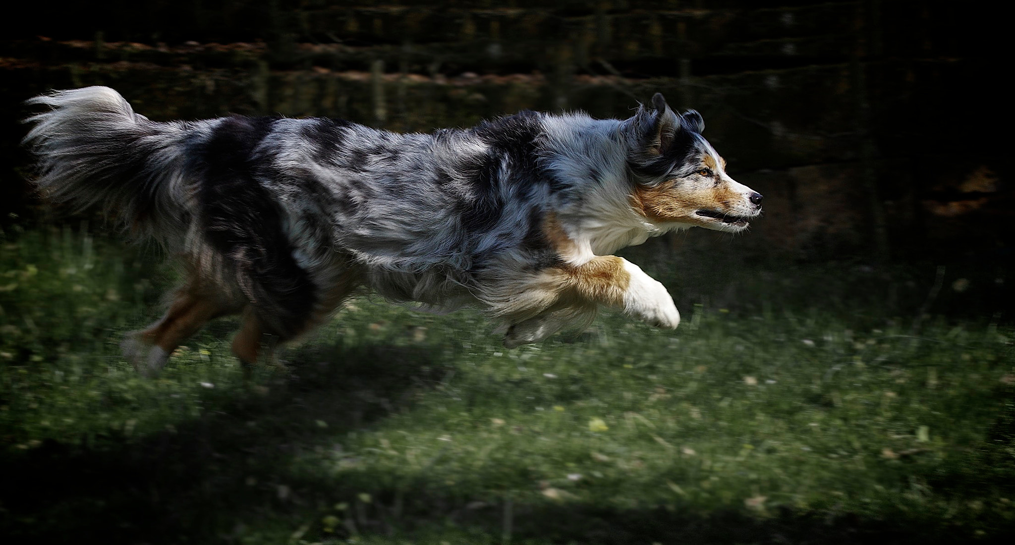 Pentax K-3 II sample photo. Smaug photography