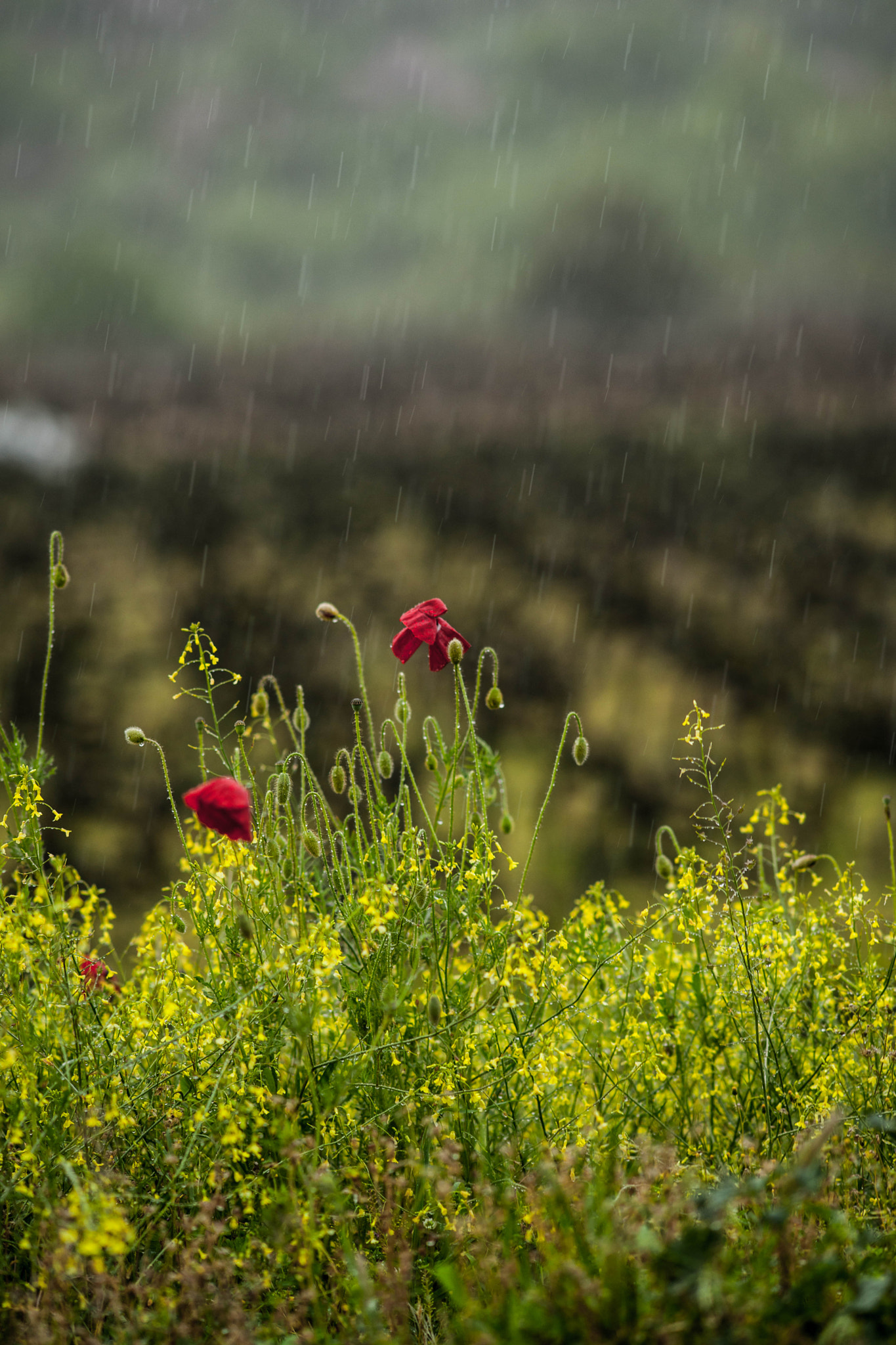 Rainy Poppies