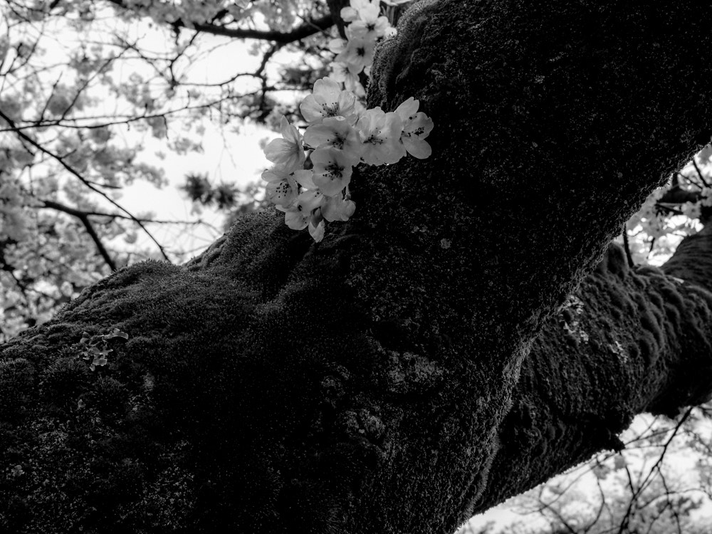 Olympus PEN E-P5 sample photo. A good tree is a good shelter. photography