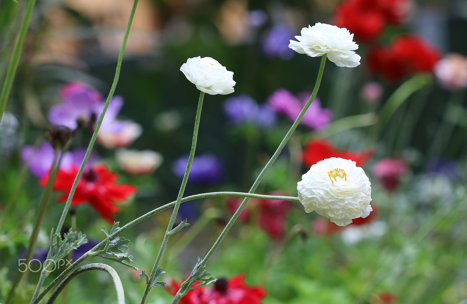 Canon EF 100mm F2.8 Macro USM sample photo. Spring 6546 photography