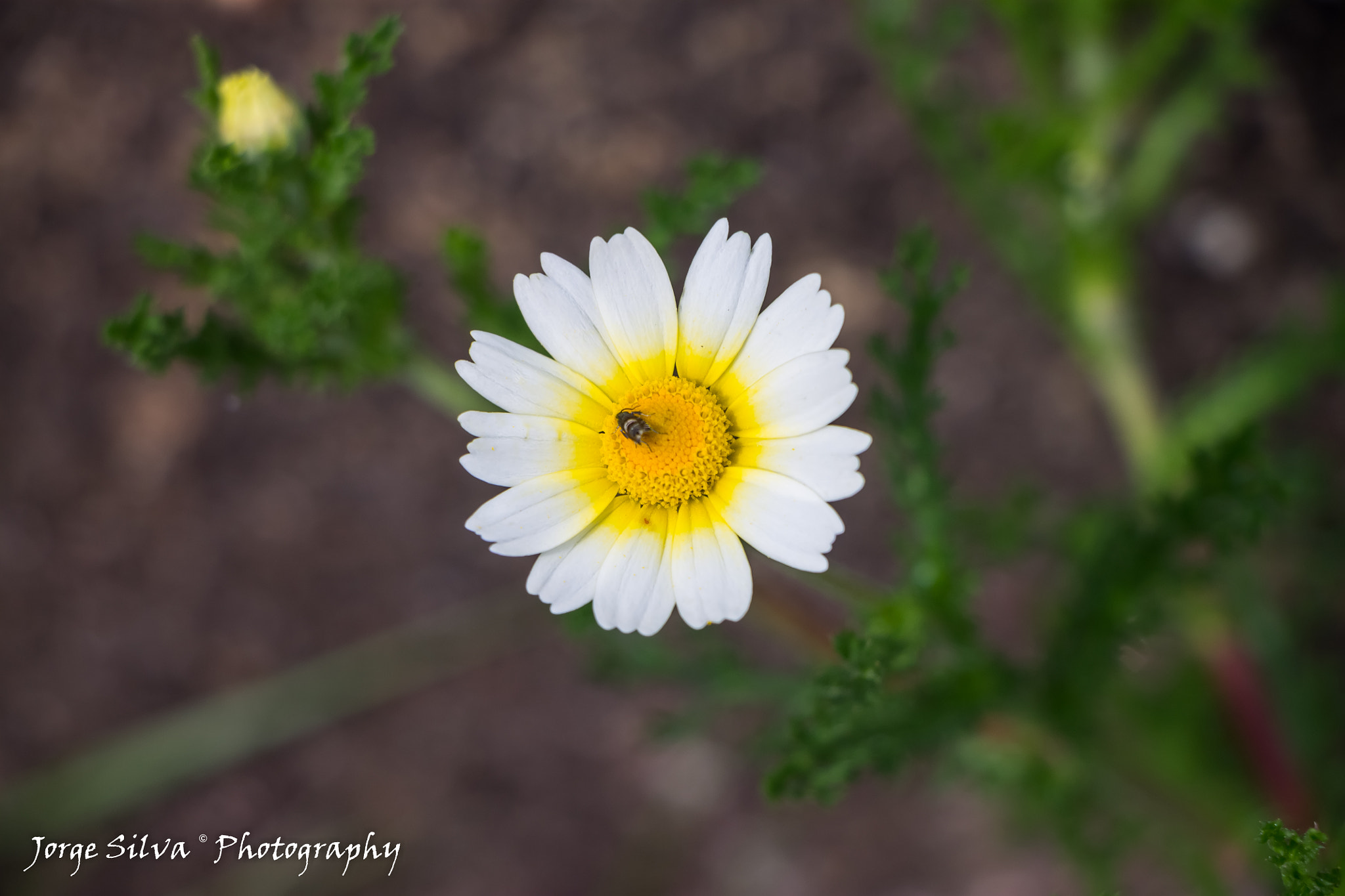 Canon EF-S 18-135mm F3.5-5.6 IS STM sample photo. Little fly photography