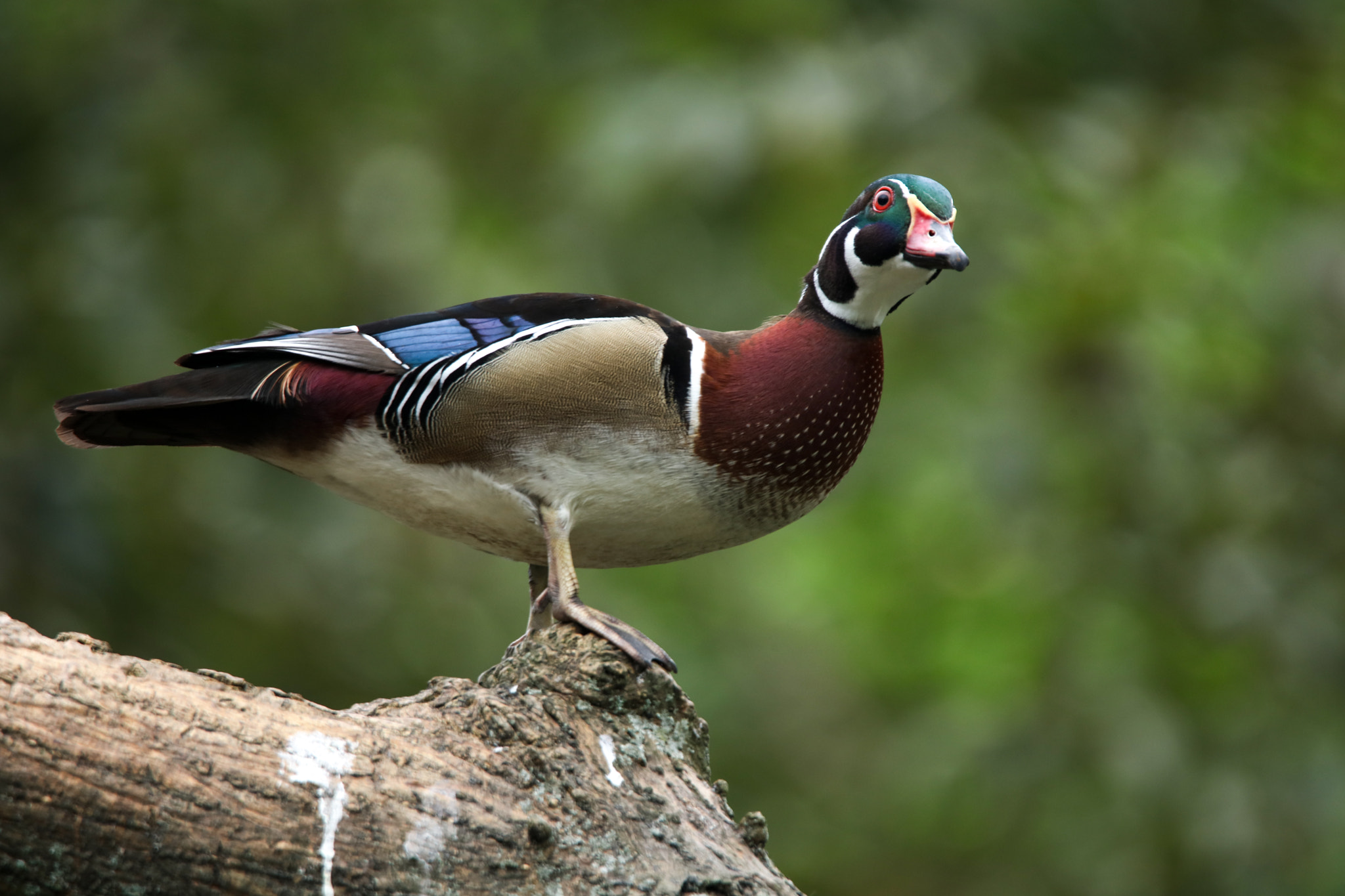 Tamron SP 150-600mm F5-6.3 Di VC USD sample photo. Mandarin duck photography