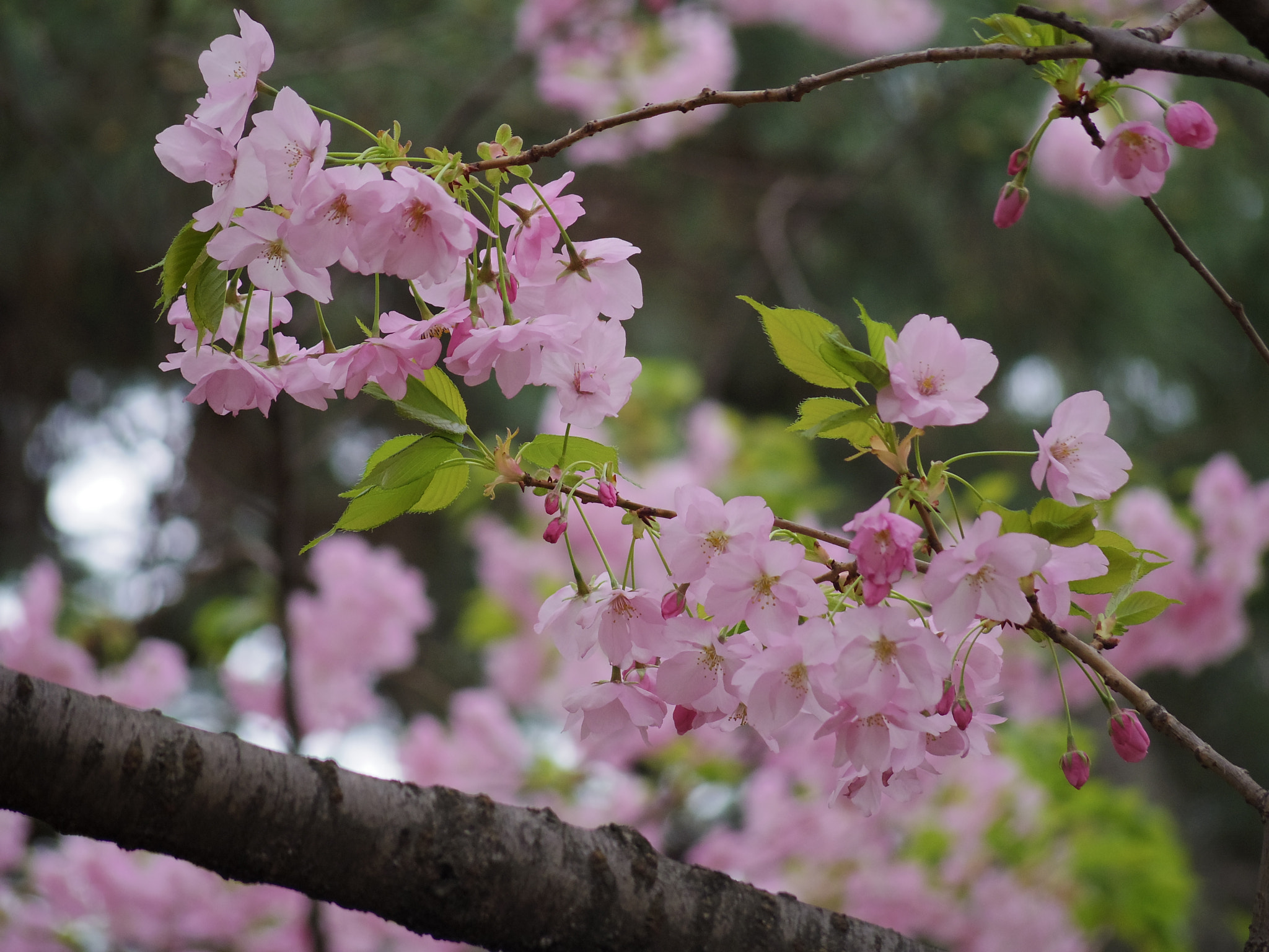 Pentax Q7 + Pentax 06 Telephoto 15-45mm sample photo. Vermilion bird  朱雀 photography