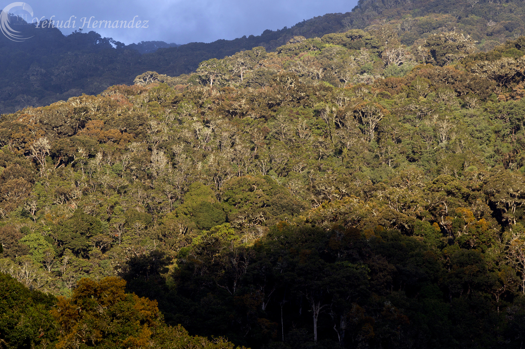 Canon EF 300mm F2.8L IS USM sample photo. Oak forest photography