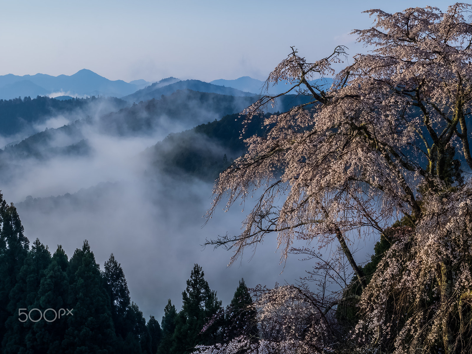 Olympus Zuiko Digital ED 12-60mm F2.8-4.0 SWD sample photo. Sea of clouds and cherry blossom photography