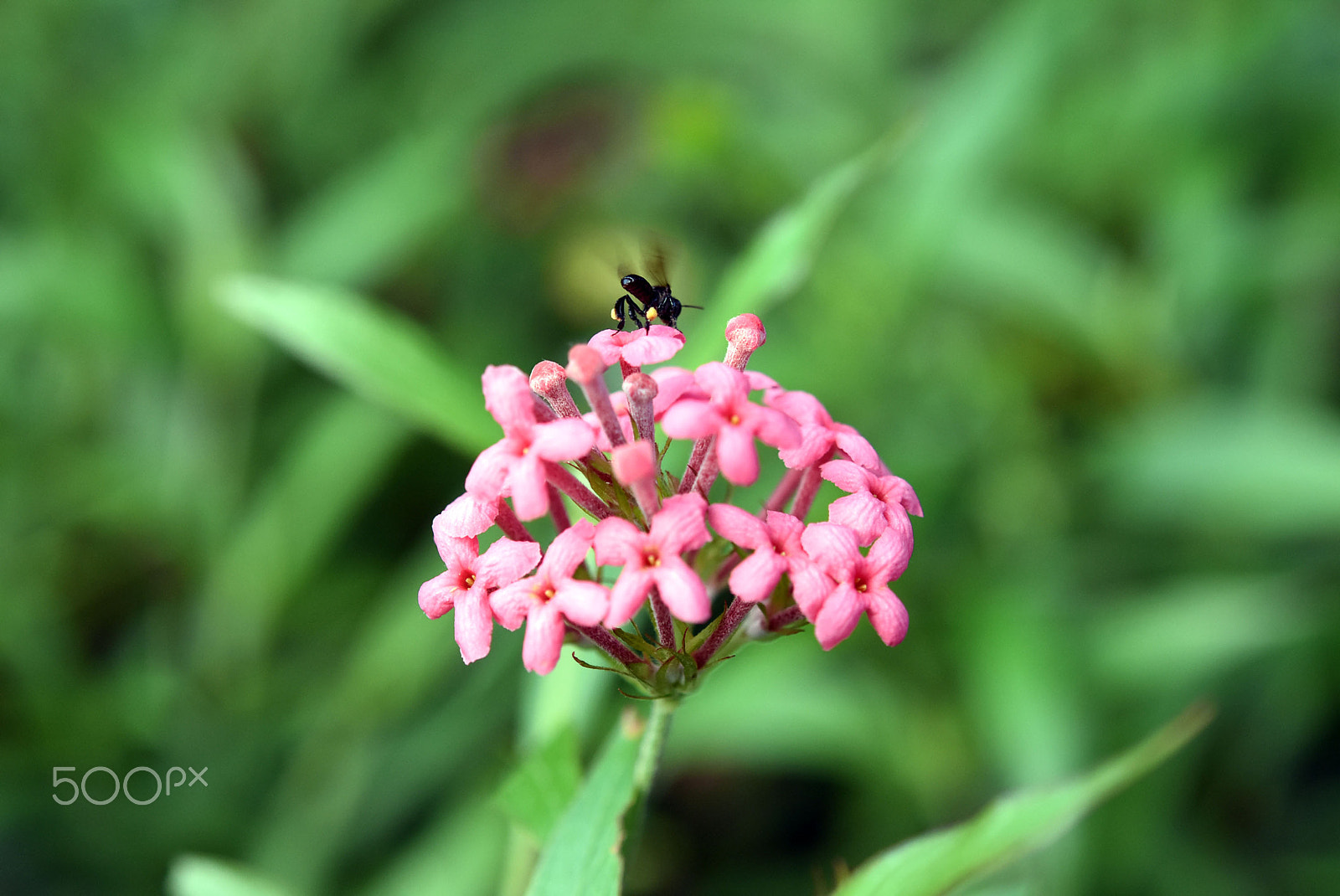 Nikon D7200 + Sigma 50mm F1.4 DG HSM Art sample photo. Busy bee photography