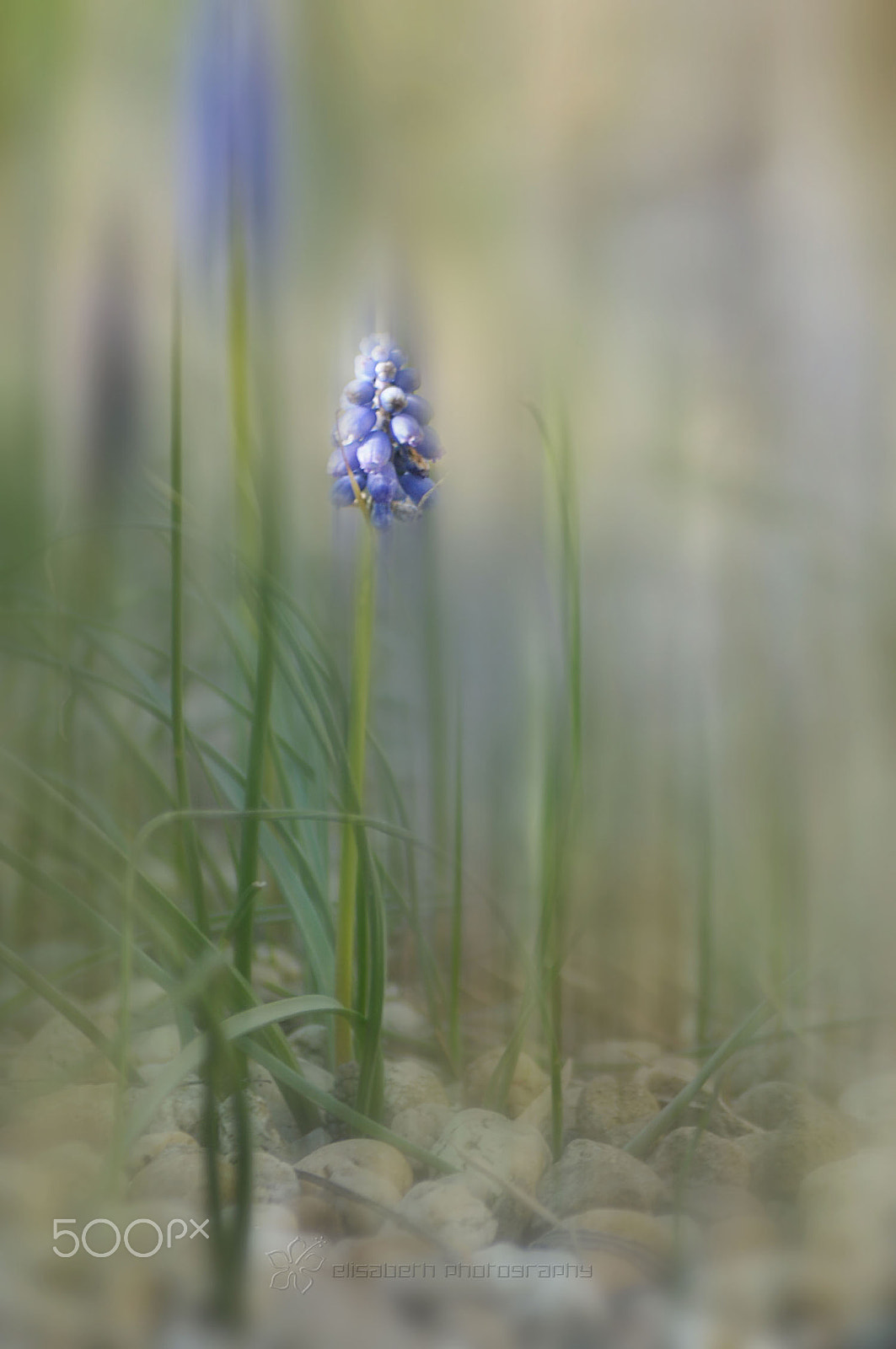 Nikon D300S sample photo. Spring is in the air photography