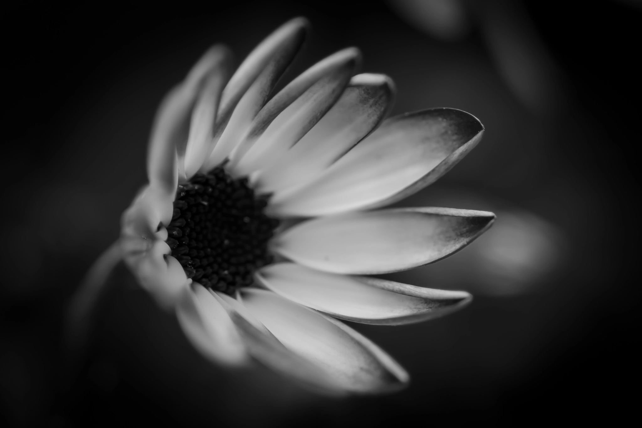 Canon EOS 600D (Rebel EOS T3i / EOS Kiss X5) + Sigma 105mm F2.8 EX DG Macro sample photo. # photography