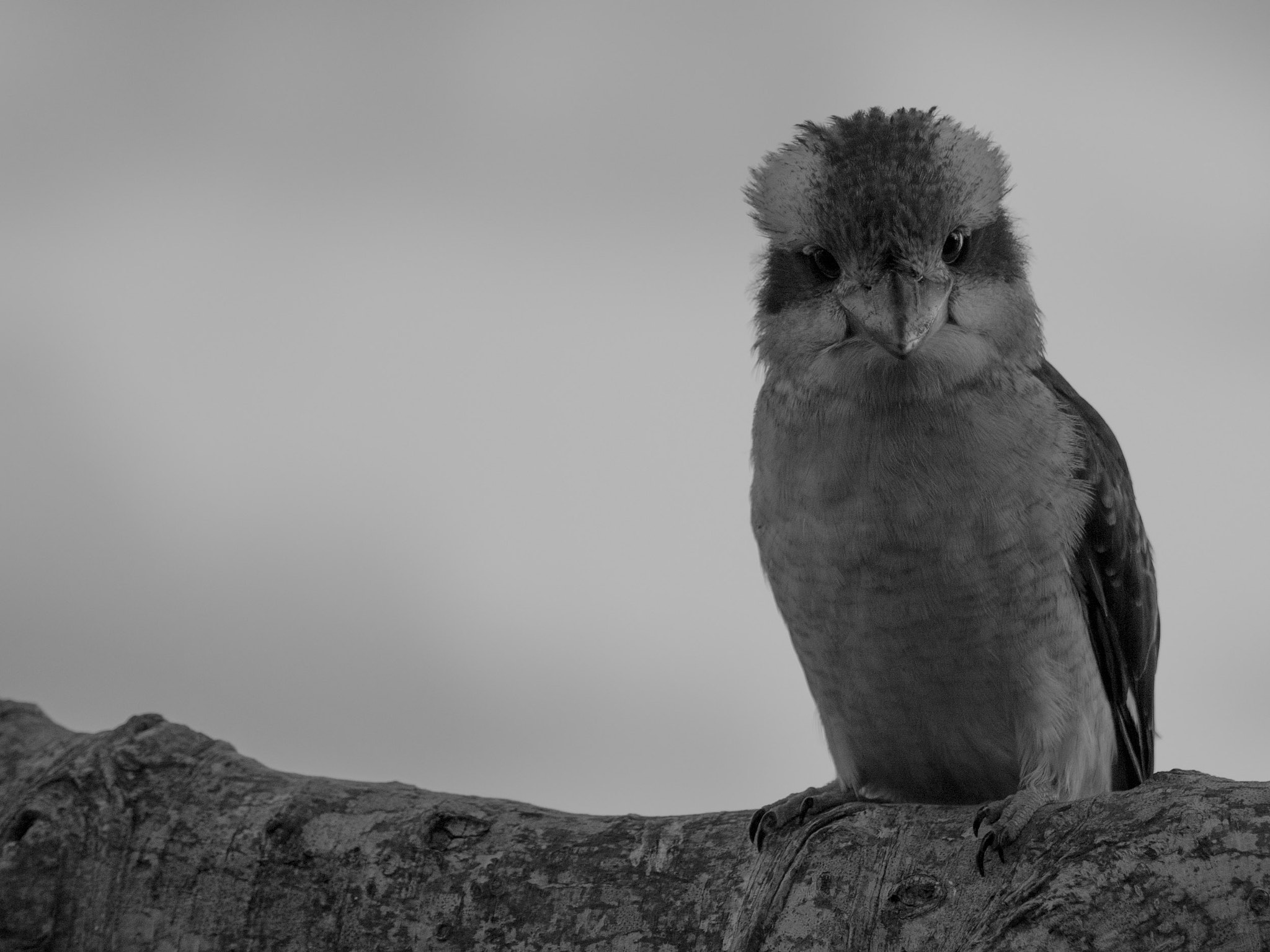 Panasonic Lumix DMC-GX8 + Olympus M.Zuiko Digital ED 40-150mm F2.8 Pro sample photo. Australian kookaburra photography