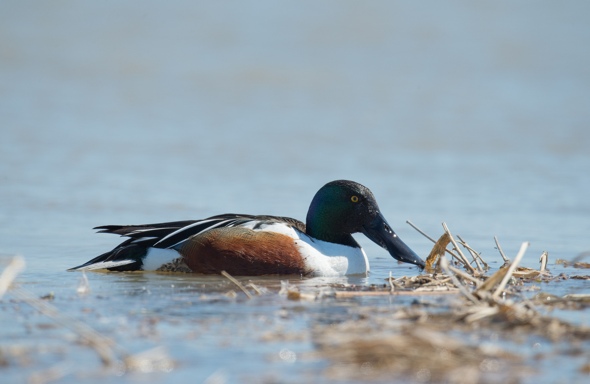 Nikon D4 + Sigma 24-60mm F2.8 EX DG sample photo. Canard souchet - anas clypeata - northern shoveler photography