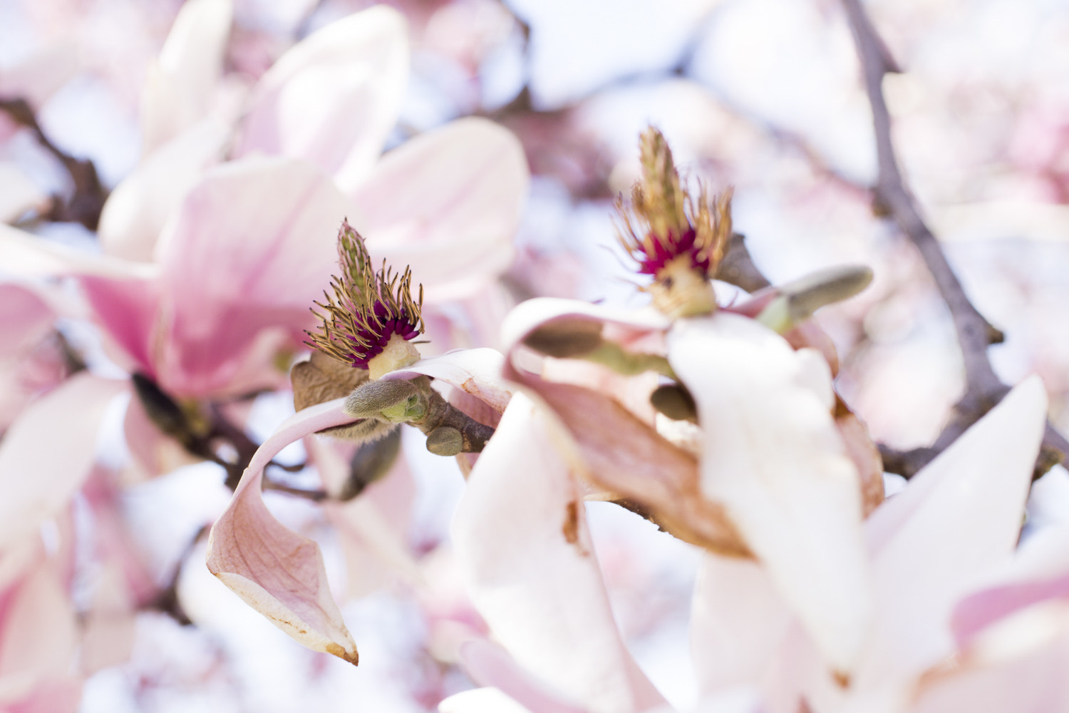 Sony a6000 + Canon EF 50mm F2.5 Macro sample photo. The daily percyscope 011 photography