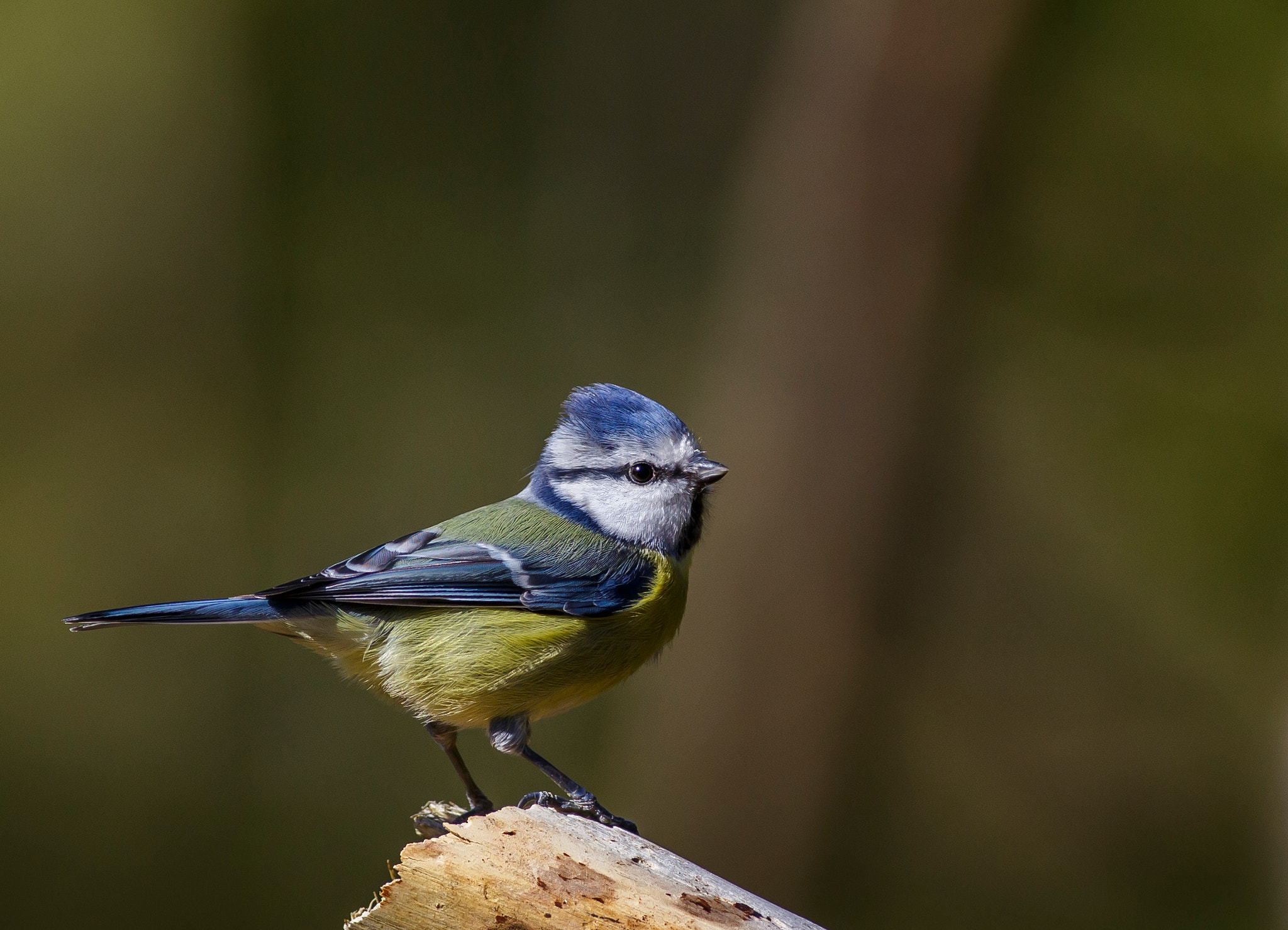 Canon EOS 6D + Canon EF 400mm F5.6L USM sample photo. Blue tit photography