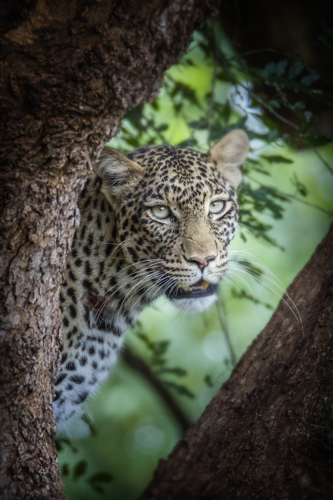 Canon EOS 5DS R + Sigma 150-600mm F5-6.3 DG OS HSM | C sample photo. Leopard photography