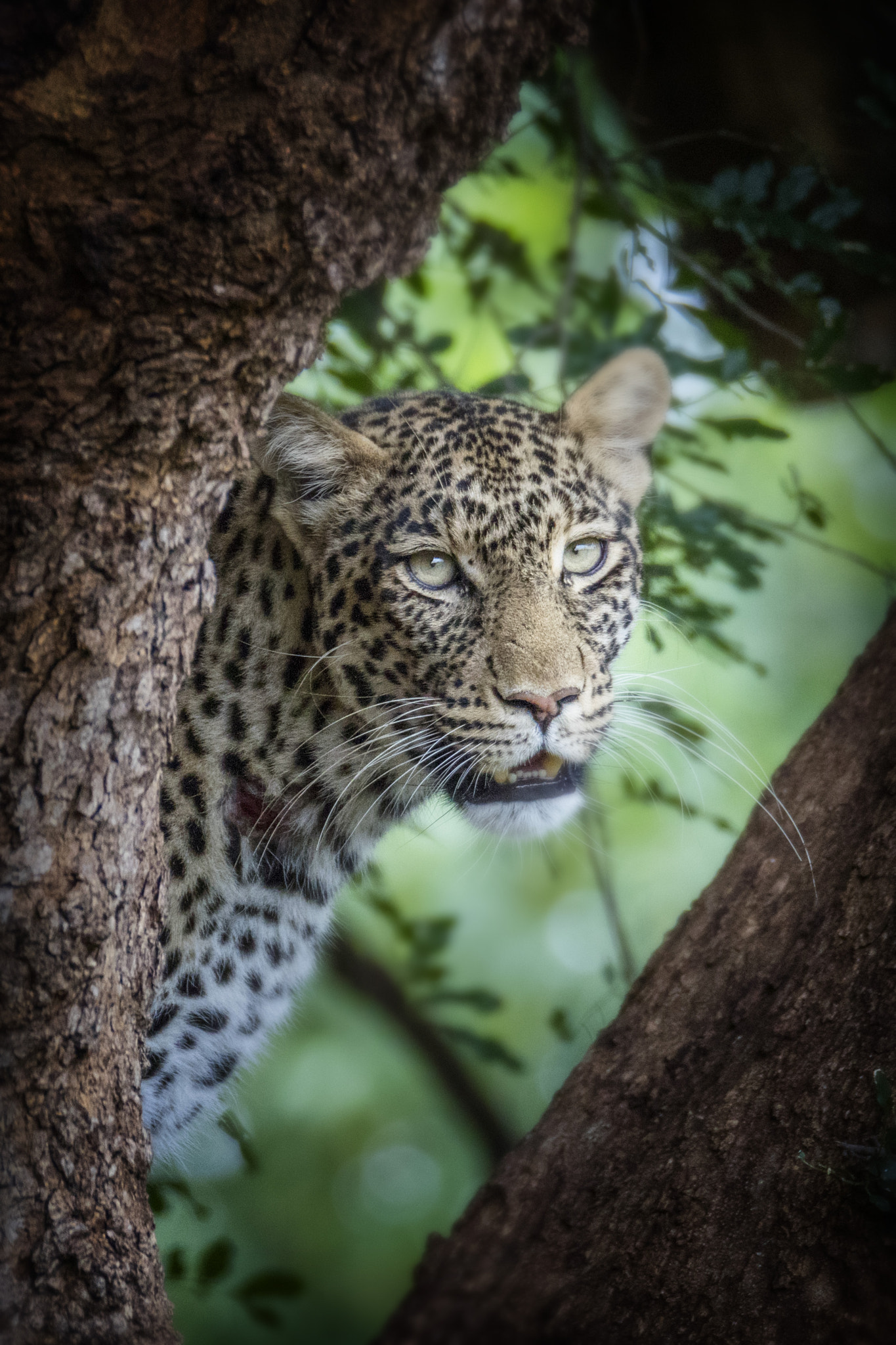 Sigma 150-600mm F5-6.3 DG OS HSM | C sample photo. Leopard photography