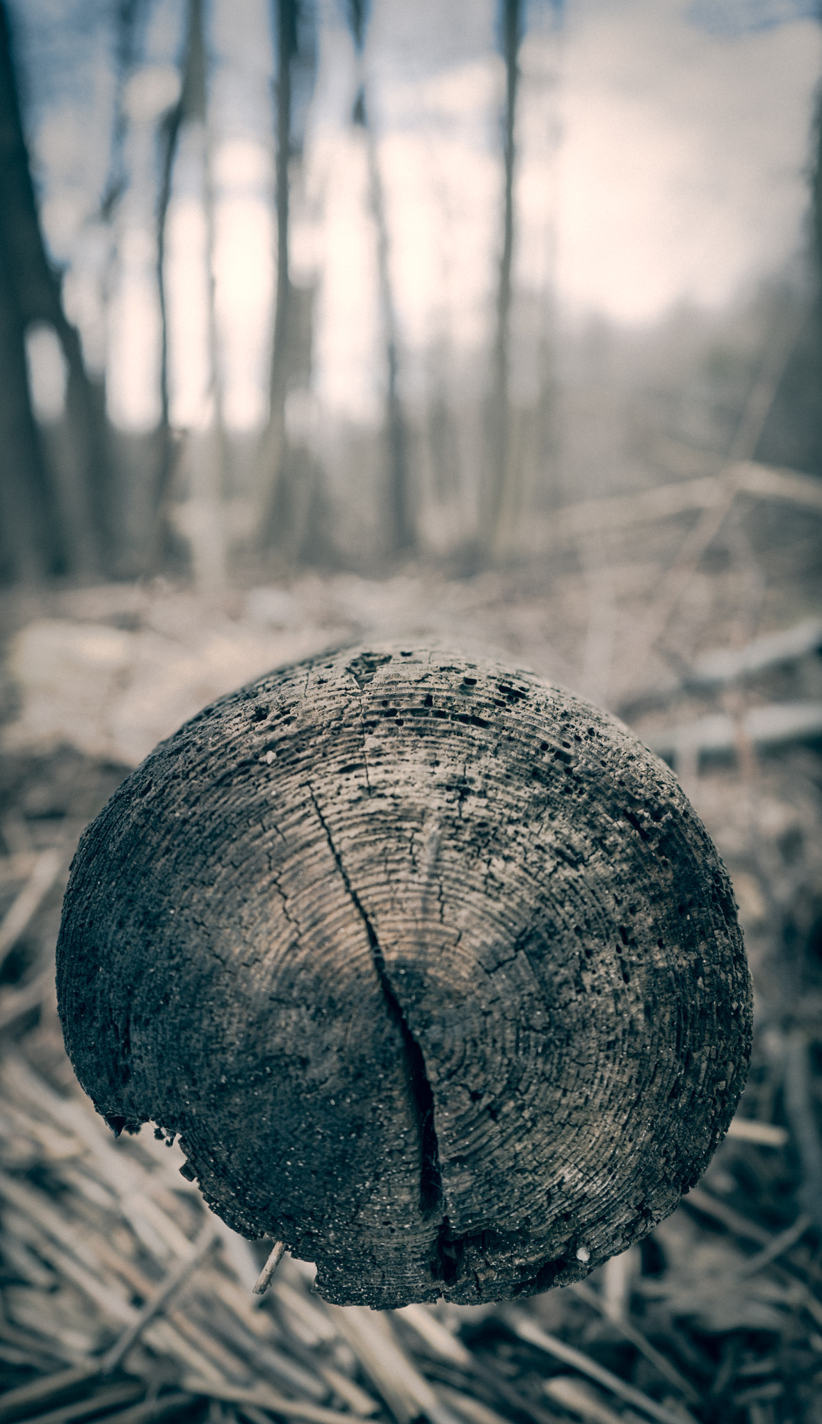 Sony a7S II + Sony FE 28-70mm F3.5-5.6 OSS sample photo. Still life photography