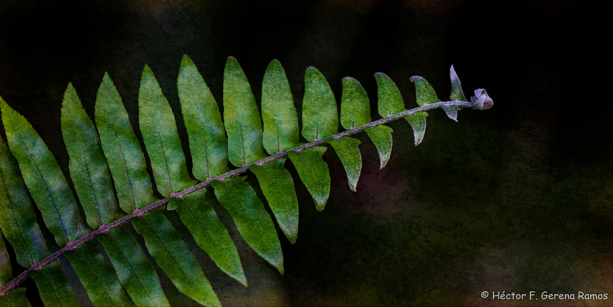 Sigma APO Macro 180mm F2.8 EX DG OS HSM sample photo. Fern photography