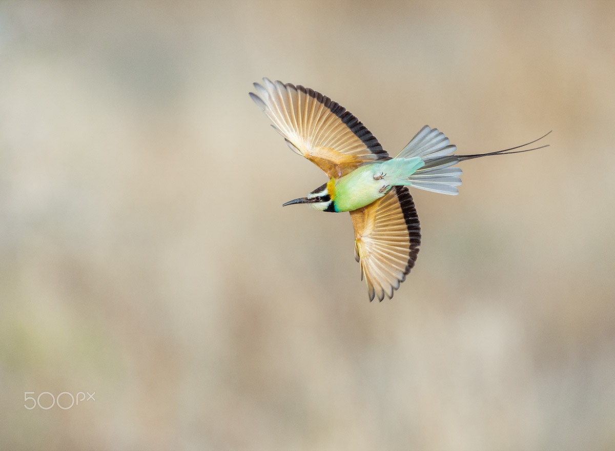 Nikon D4S + Sigma 24-60mm F2.8 EX DG sample photo. White-throated bee-eater photography
