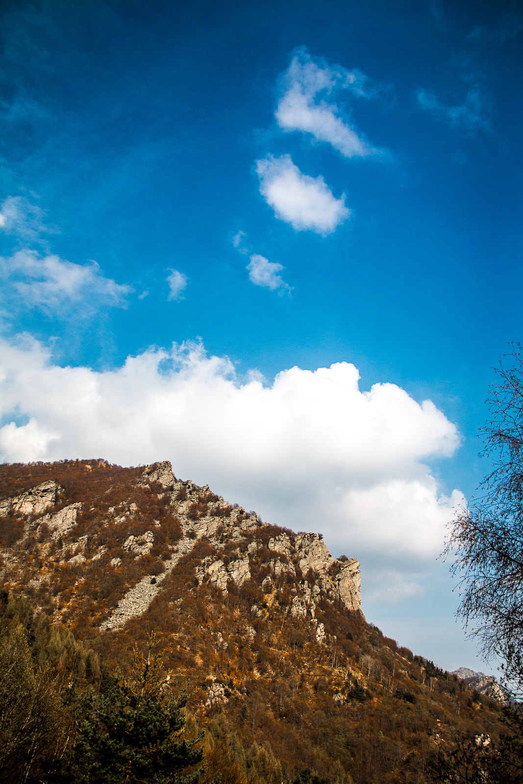 Canon EOS 70D + Canon EF 500mm F4L IS USM sample photo. Climbing garden photography