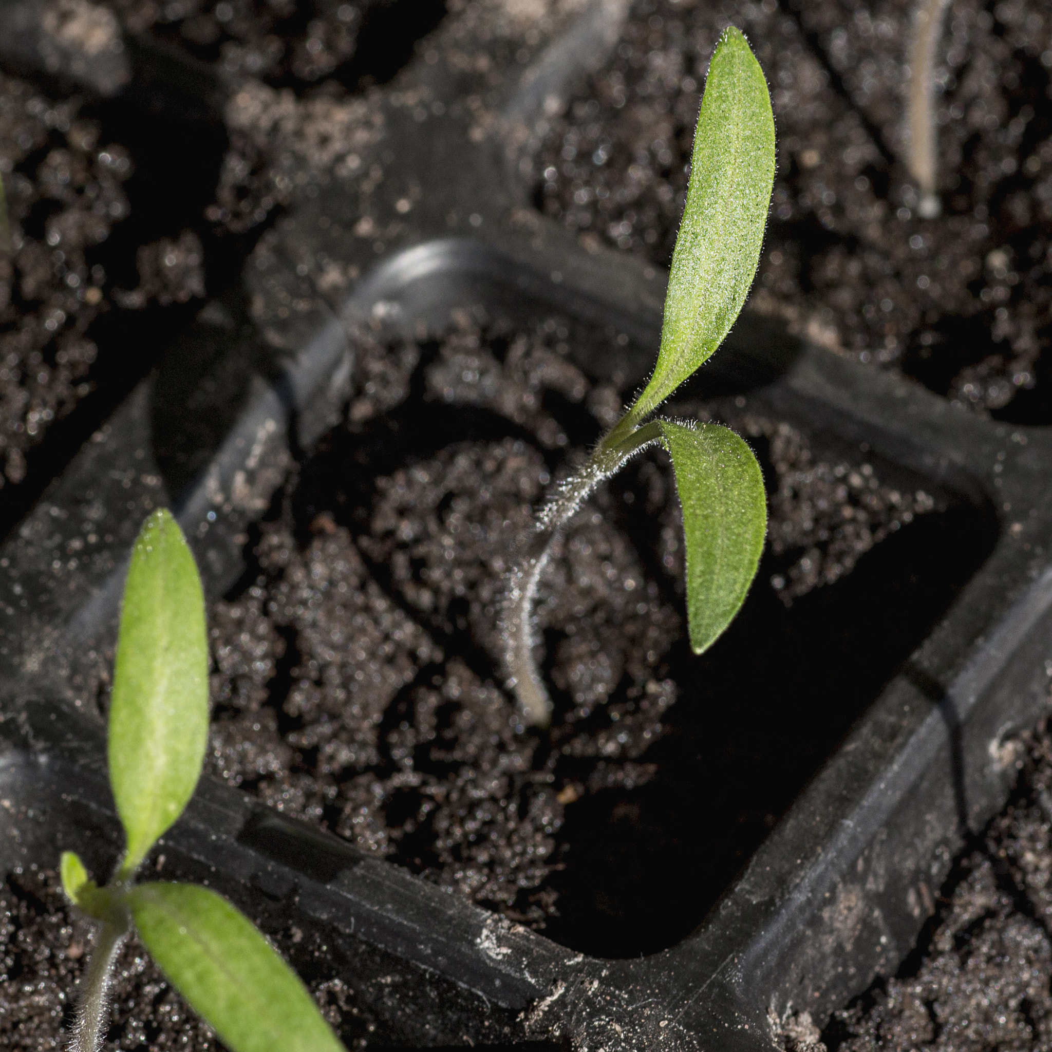 Canon EOS 100D (EOS Rebel SL1 / EOS Kiss X7) + Canon EF 100mm F2.8 Macro USM sample photo. Tomato seedling photography