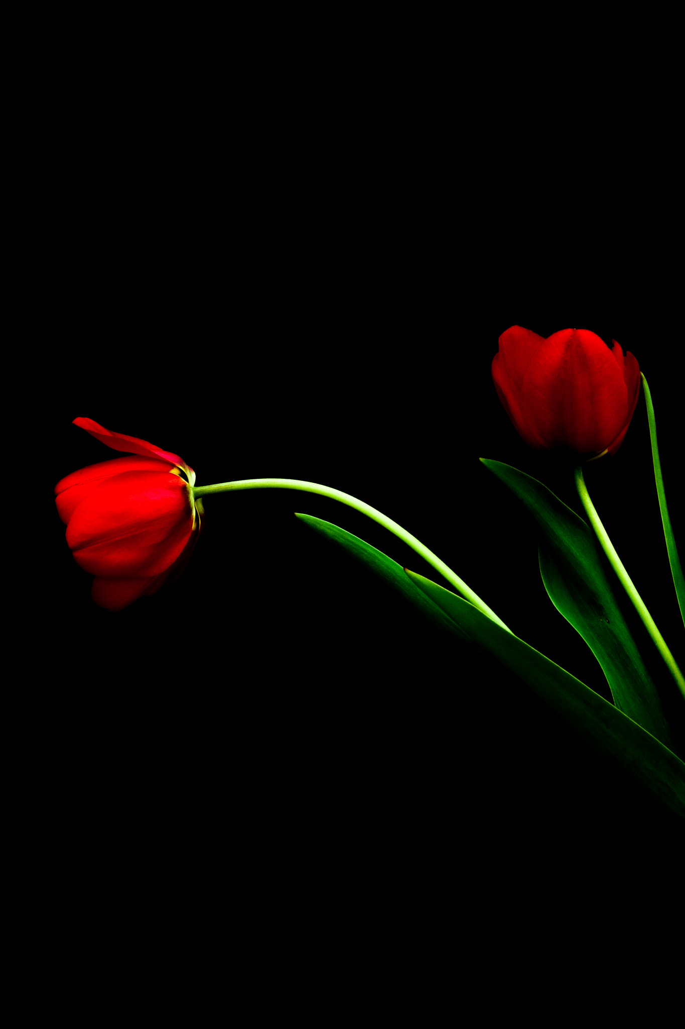 Sigma 17-70mm F2.8-4 DC Macro OS HSM | C sample photo. Tulip photography