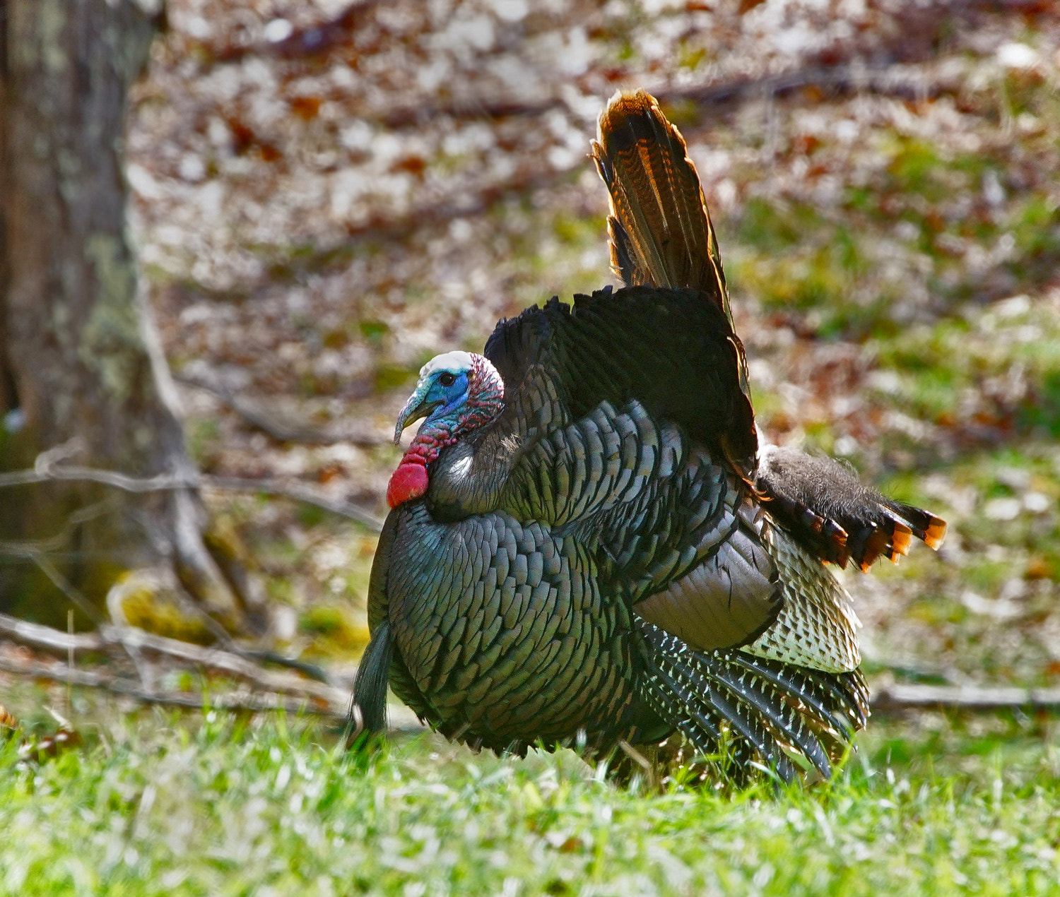 100-400mm F4.5-5.6 G SSM OSS sample photo. Tom struttin' his stuff! photography