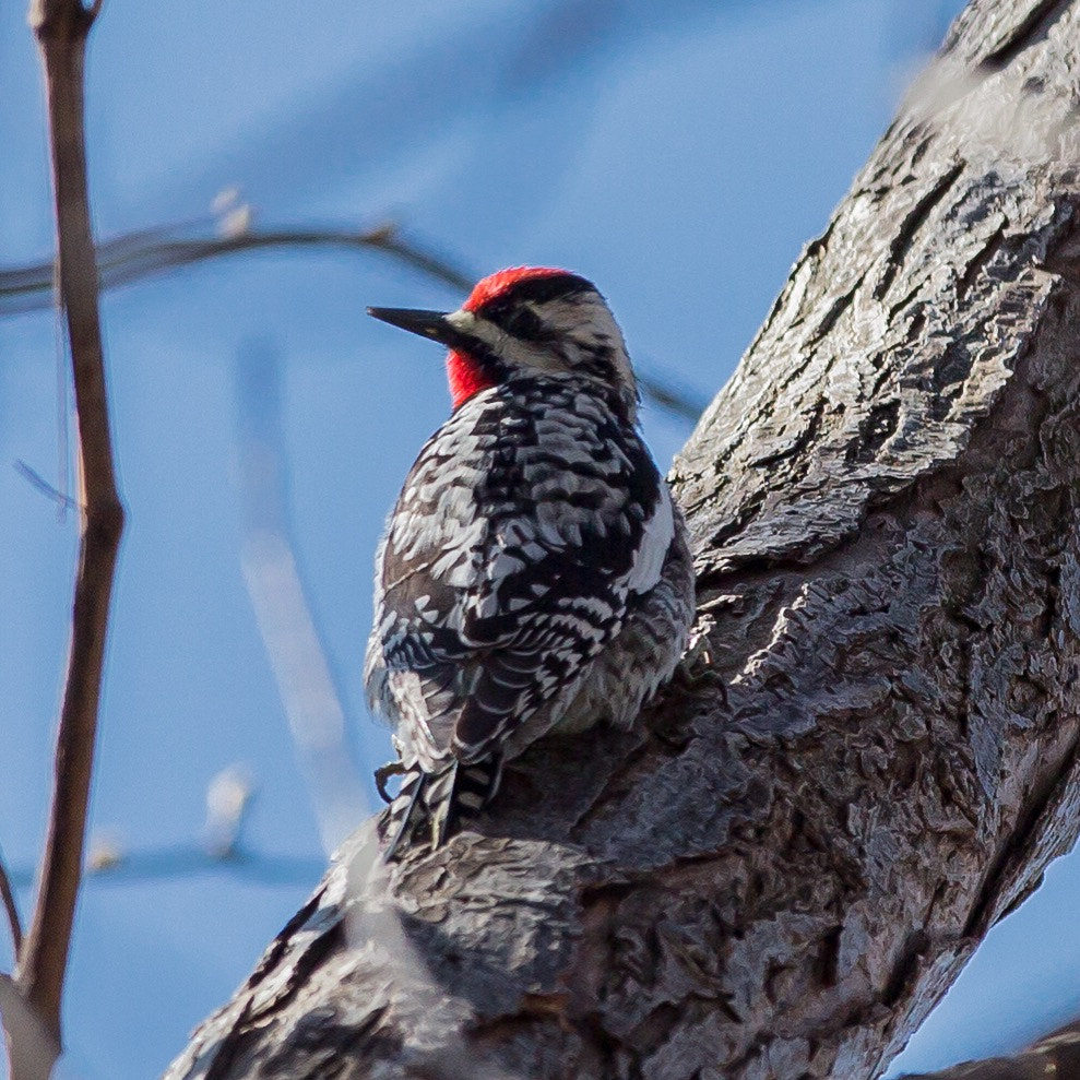 Canon EF 70-200mm F2.8L IS II USM sample photo. Yellow-bellied sapsucker #woodpecker photography