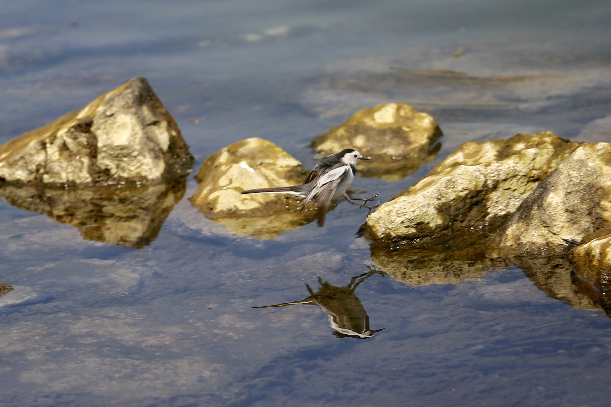 Canon EF 70-300mm F4-5.6L IS USM sample photo