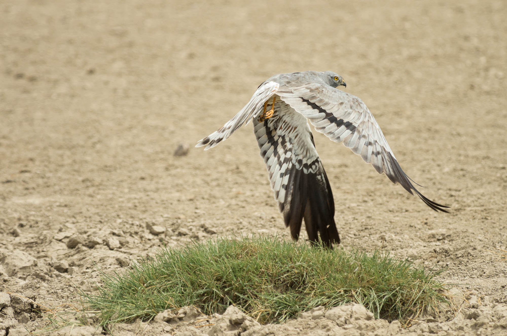 Pentax smc DA* 300mm F4.0 ED (IF) SDM sample photo. A la chasse photography
