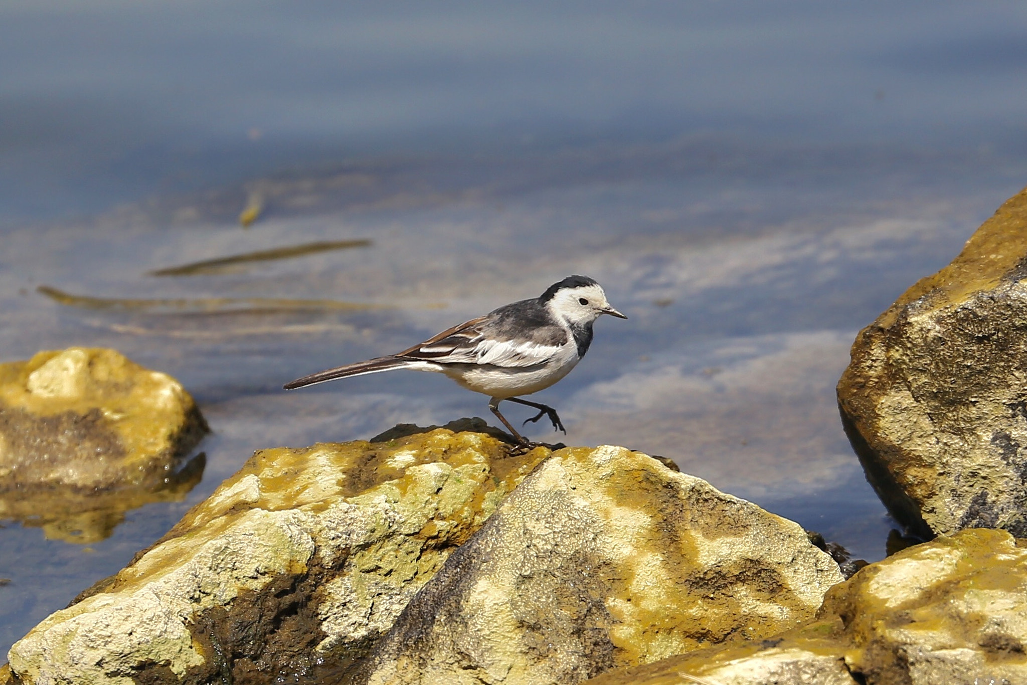 Canon EF 70-300mm F4-5.6L IS USM sample photo