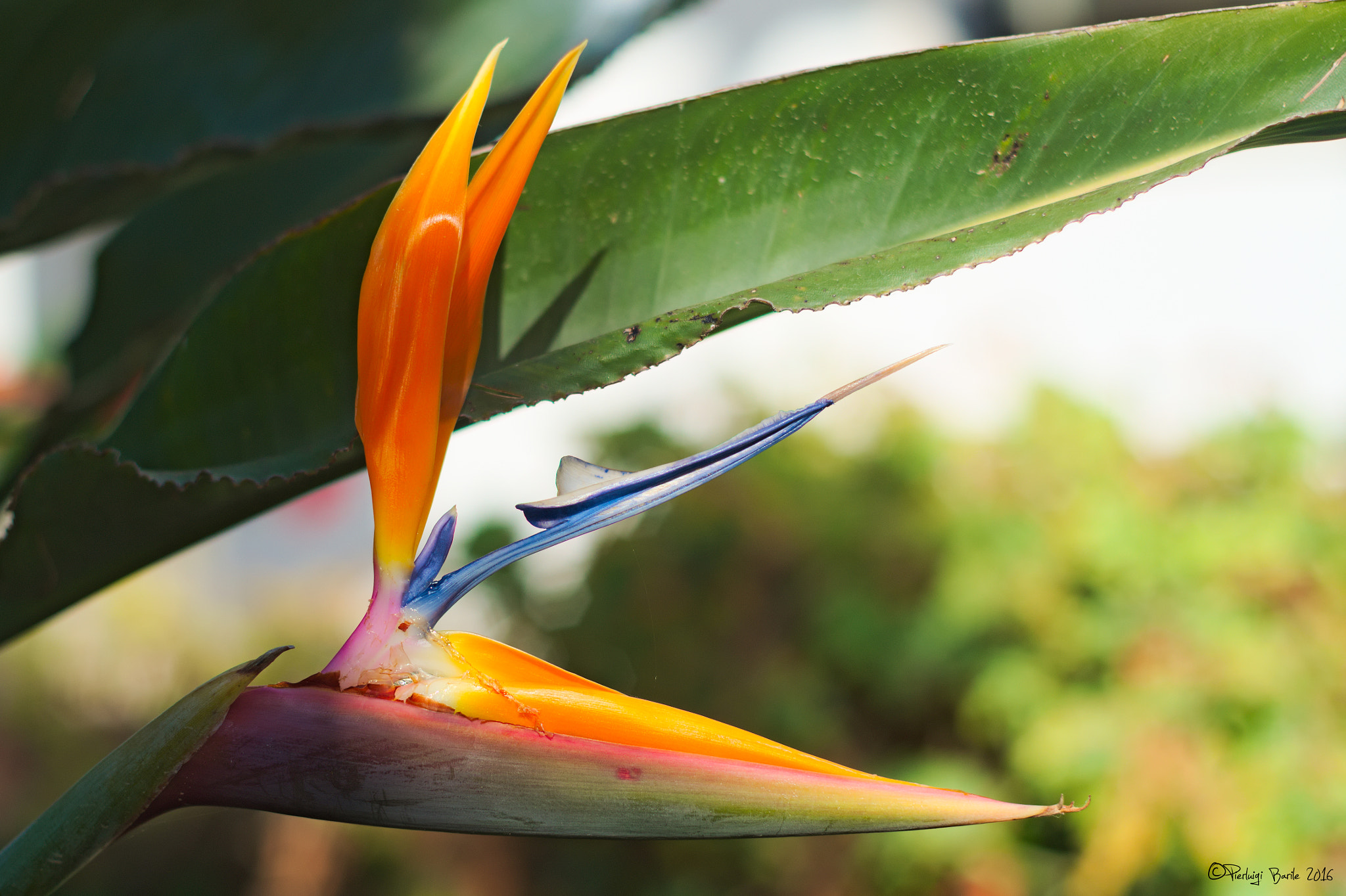Manual Lens No CPU sample photo. Strelitzia photography