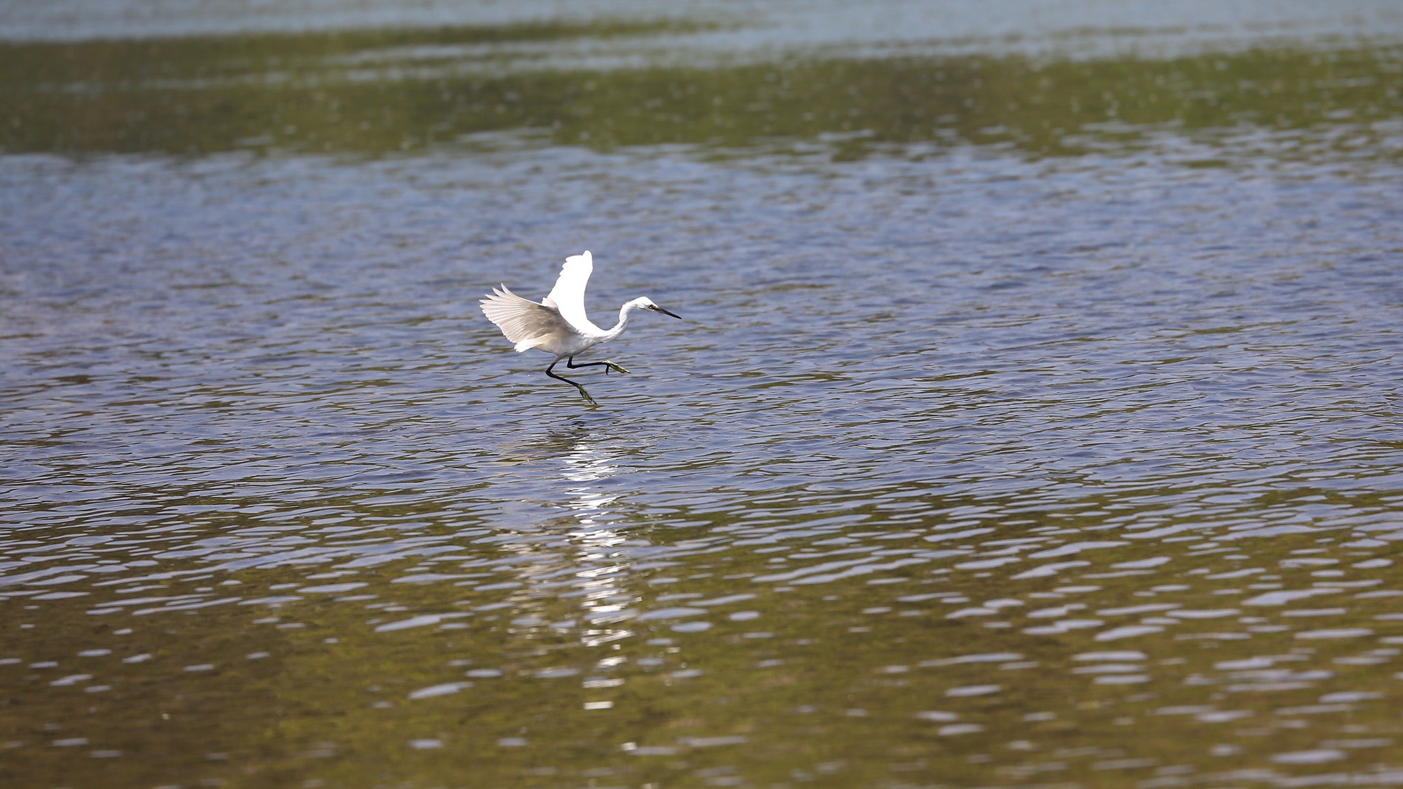 Canon EF 70-300mm F4-5.6L IS USM sample photo