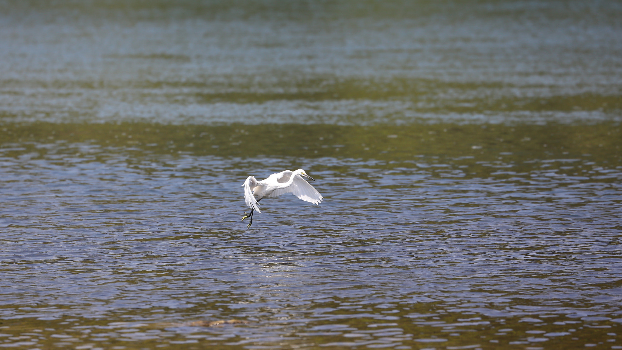 Canon EF 70-300mm F4-5.6L IS USM sample photo