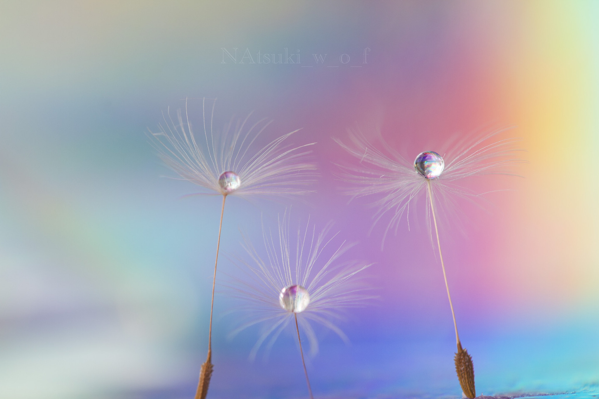 Tamron SP AF 180mm F3.5 Di LD (IF) Macro sample photo. Fantasy world photography