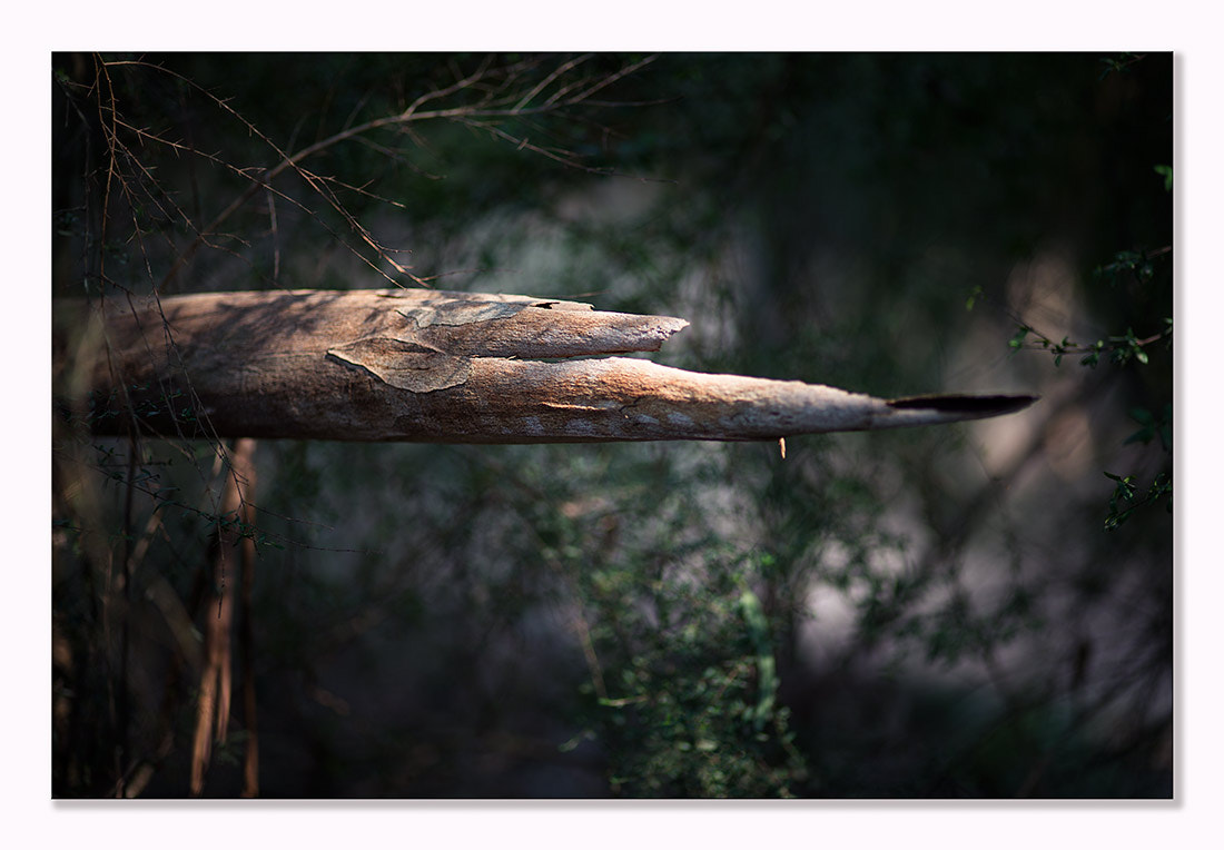 ZEISS Makro-Planar T* 100mm F2 sample photo. Birds photography