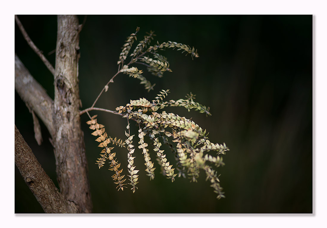 ZEISS Makro-Planar T* 100mm F2 sample photo. Birds photography