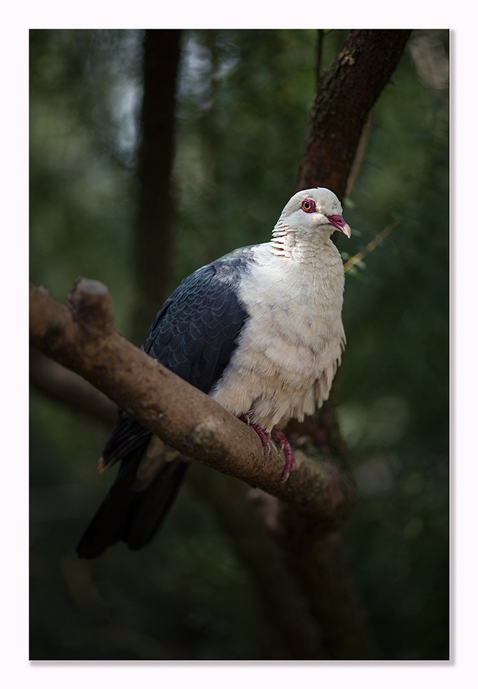 ZEISS Makro-Planar T* 100mm F2 sample photo. Birds photography