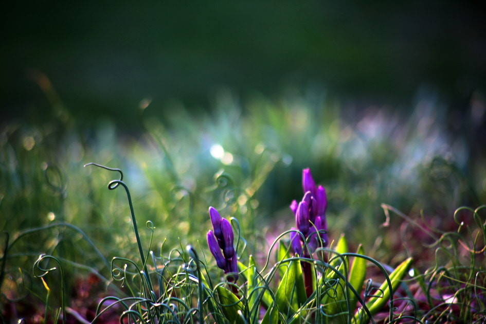 Canon EF 100-300mm F4.5-5.6 USM sample photo. Color purple photography