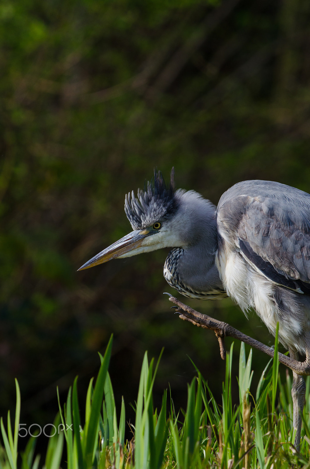 Nikon D5100 + Nikon AF-S Nikkor 300mm F4D ED-IF sample photo. Bad hair day photography