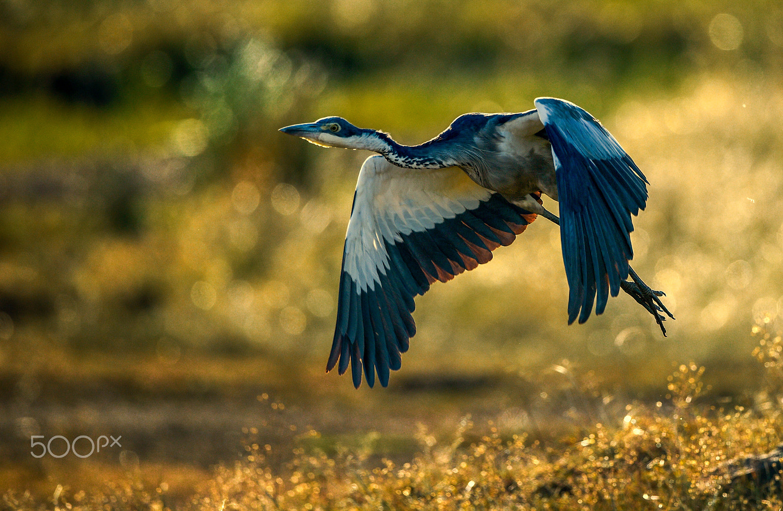 Nikon D4S + Sigma 24-60mm F2.8 EX DG sample photo. Ardea cinerea photography