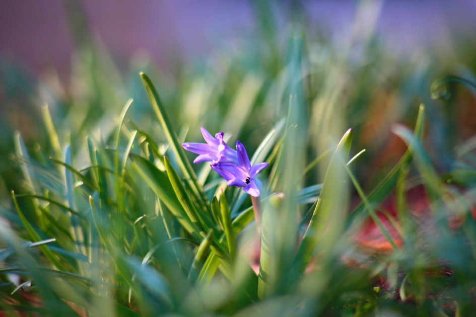 Canon EF 100-300mm F4.5-5.6 USM sample photo. Color purple 2 photography