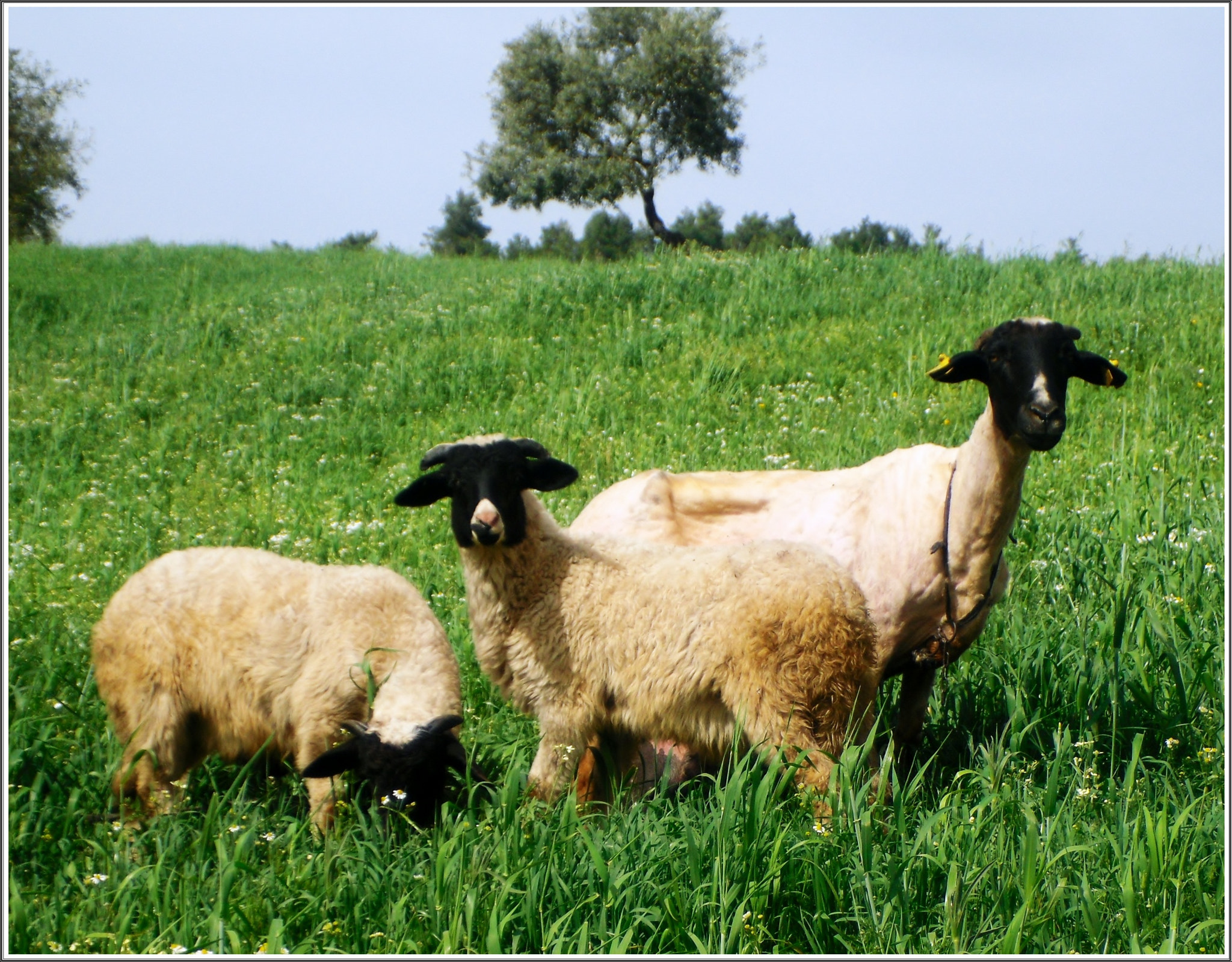 Samsung PL80/VLUU PL80/ SL630/ PL81 sample photo. Spring and sheep. photography