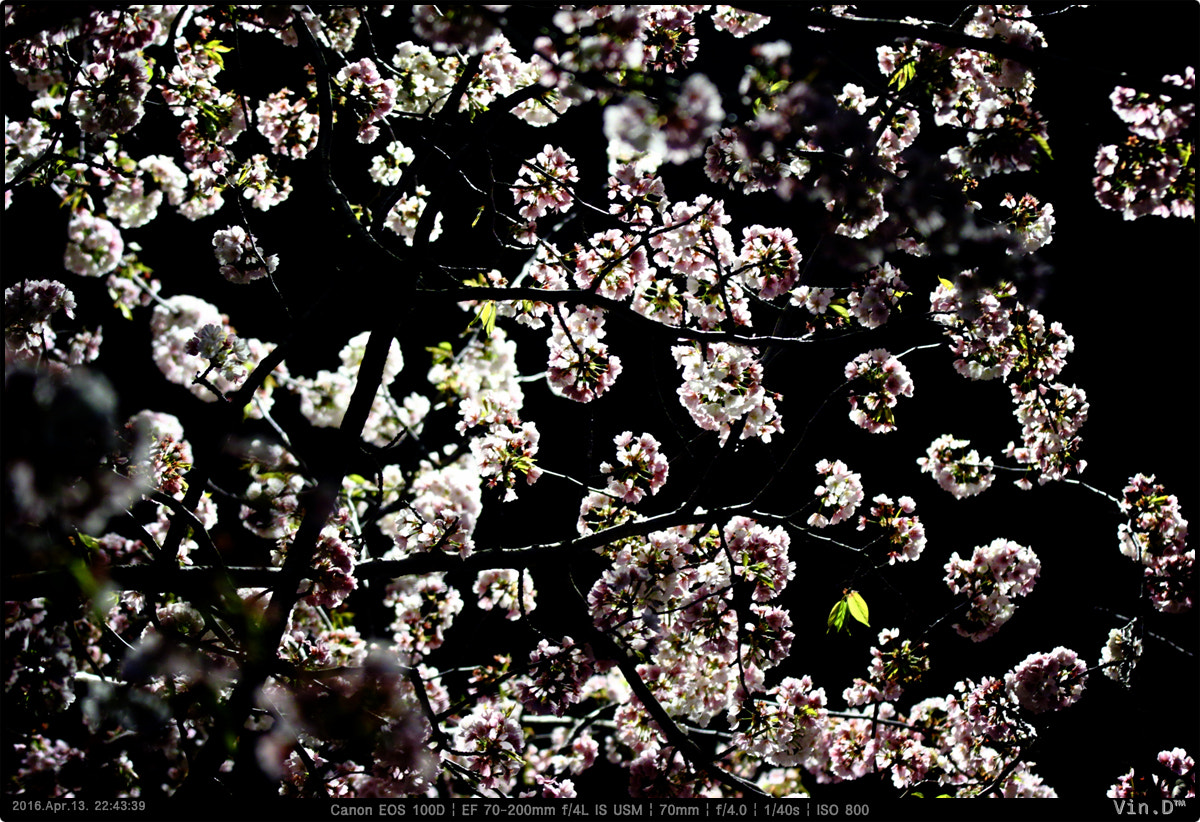 Canon EOS 100D (EOS Rebel SL1 / EOS Kiss X7) + Canon EF 70-200mm F4L IS USM sample photo. Flowers in black photography